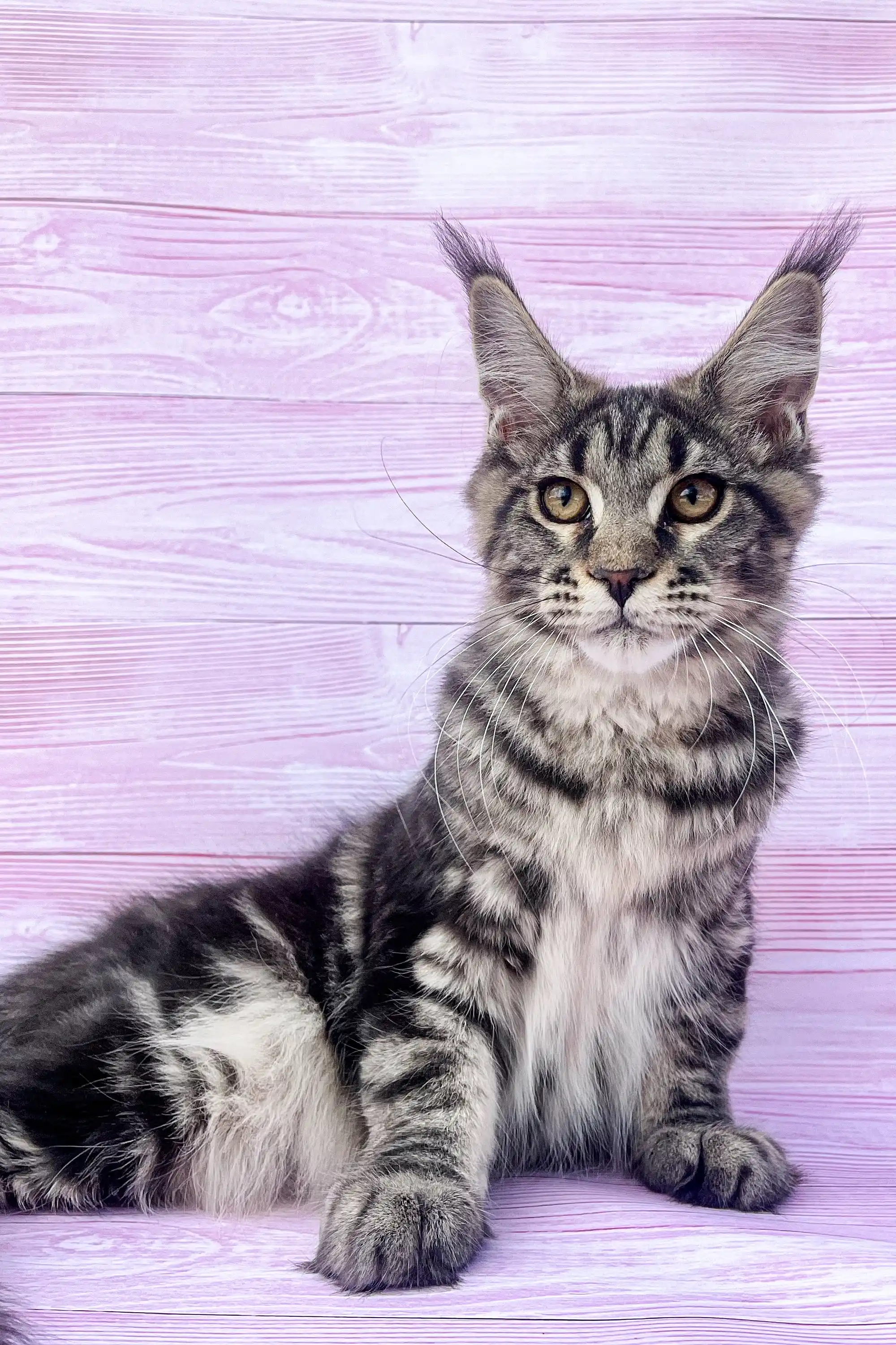 Alla | Maine Coon Kitten - Image 2