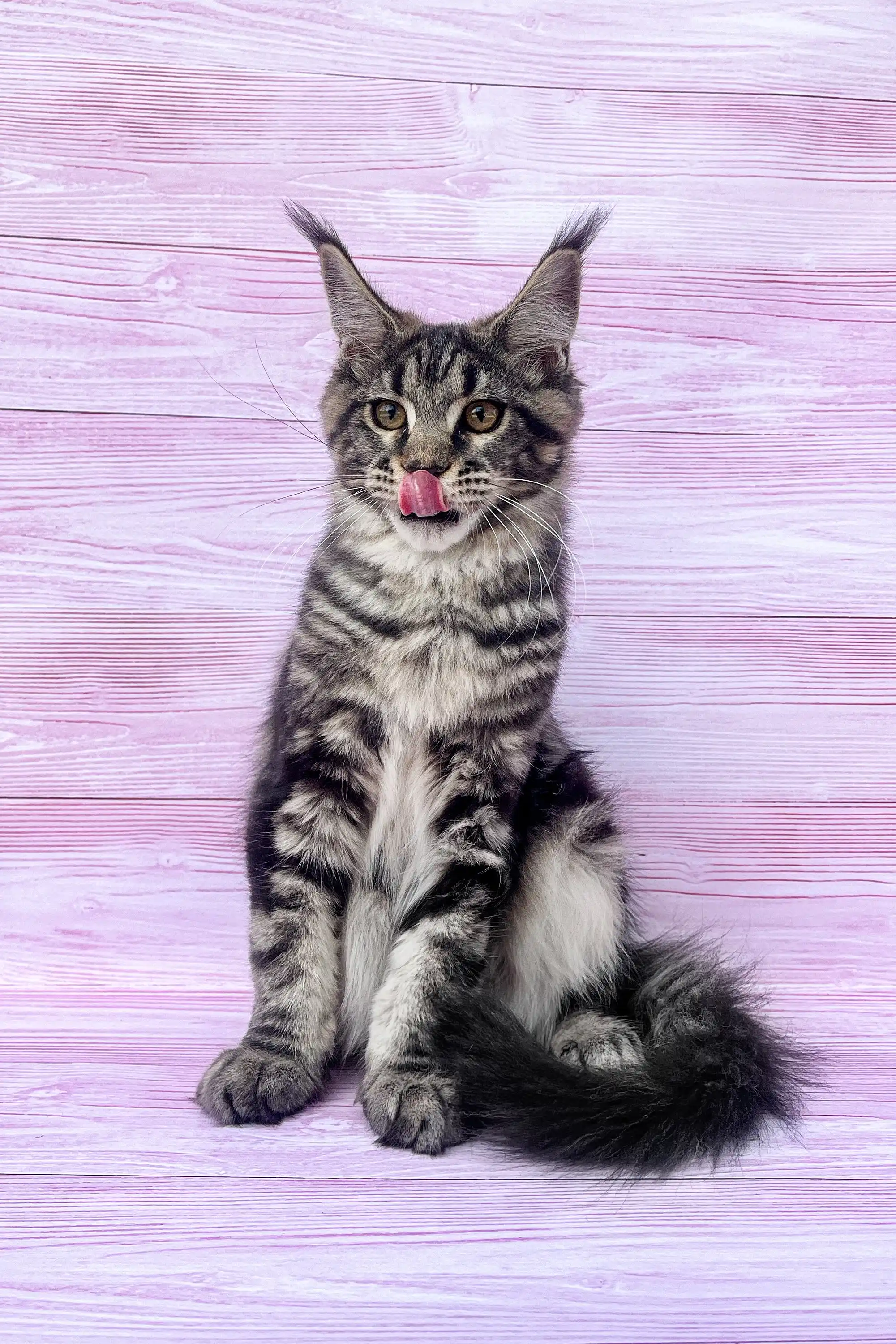 Alla | Maine Coon Kitten - Image 3