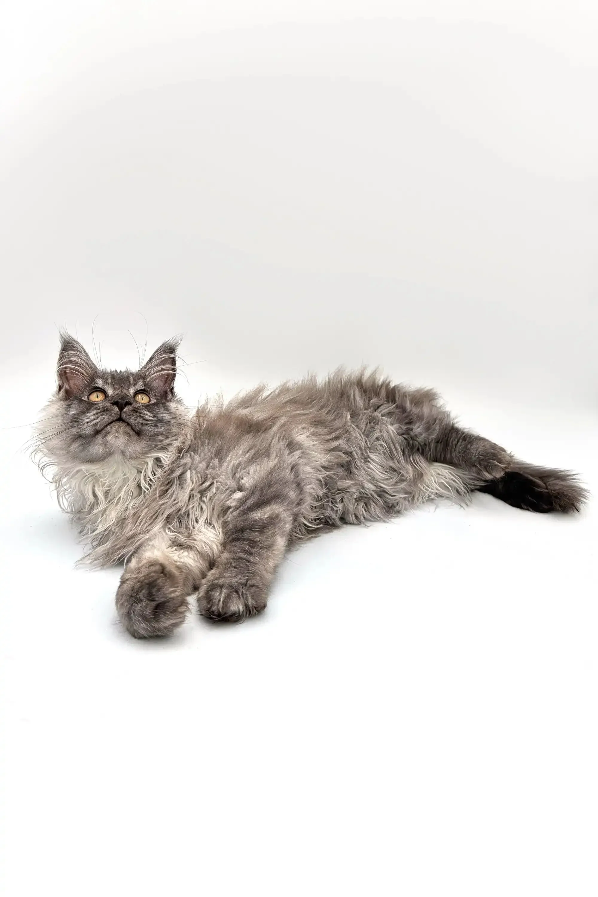 Ace | Maine Coon Kitten - Image 8