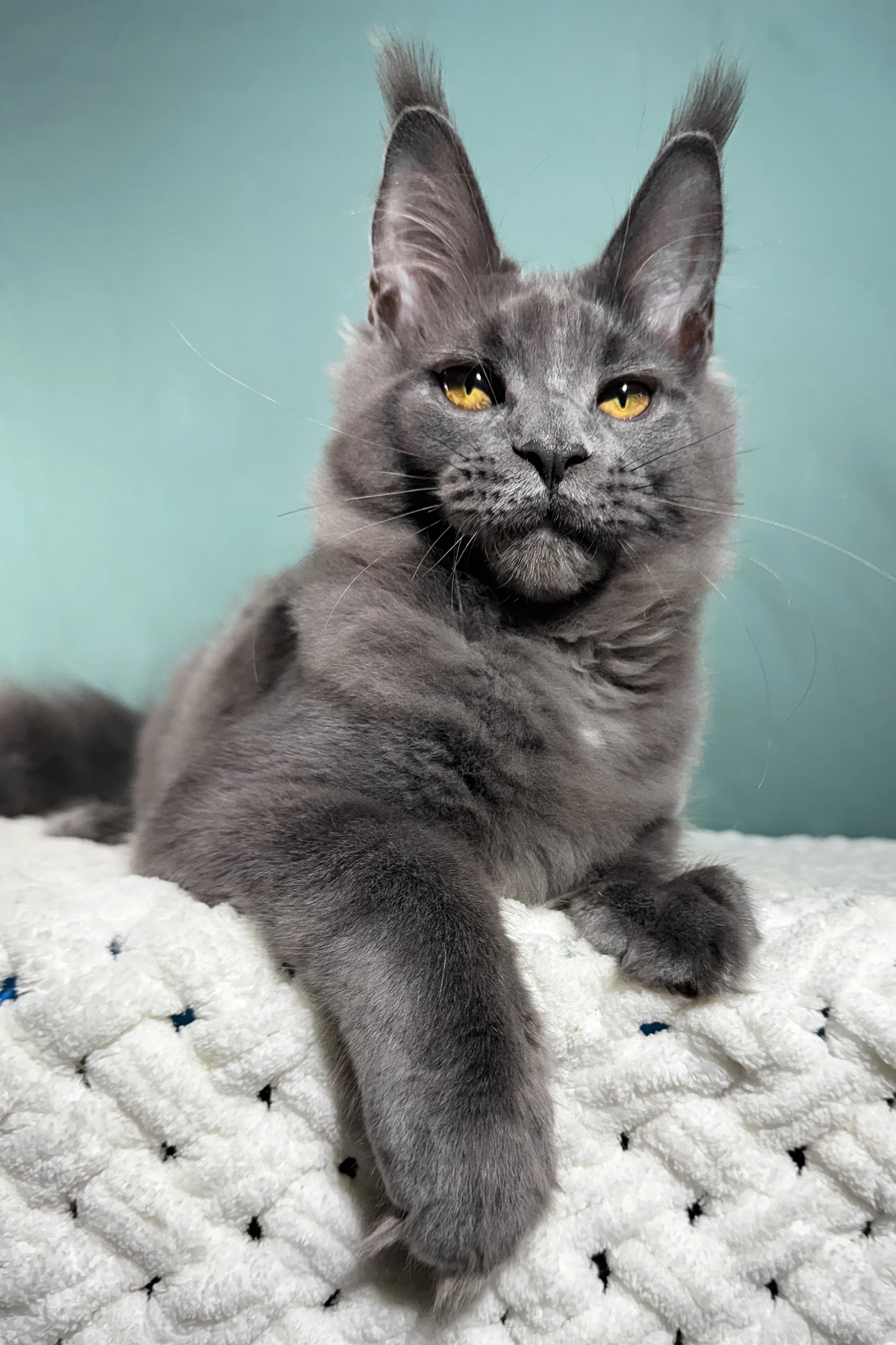 Aceberg | Maine Coon Kitten - Image 5