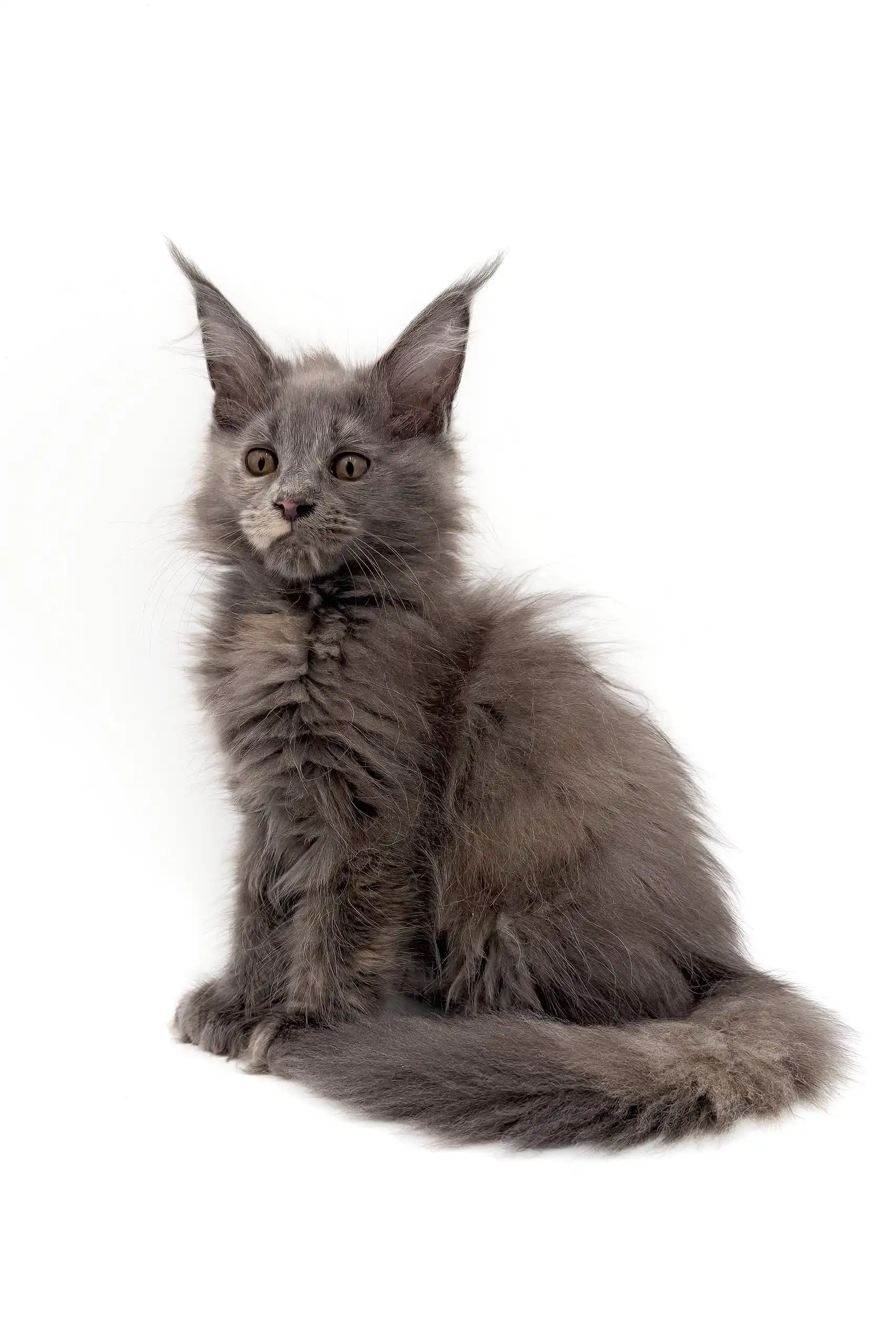 Acerola | Polydactyl Maine Coon Kitten - Image 8