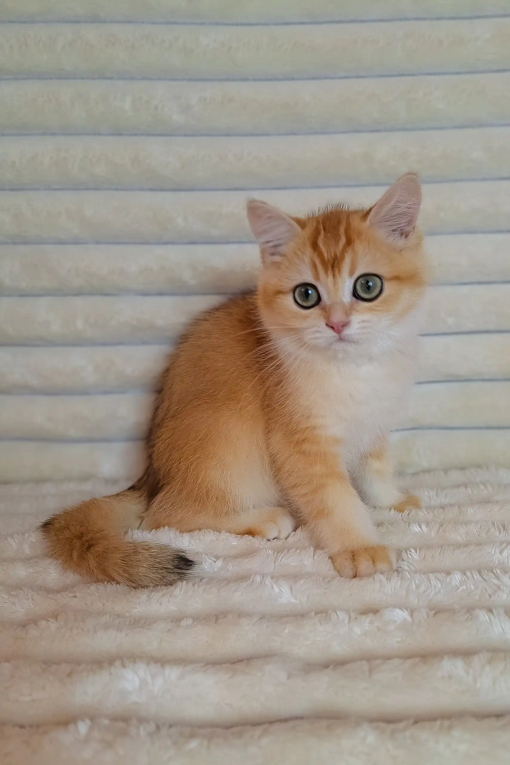 Achilles | British Shorthair Kitten - Image 2