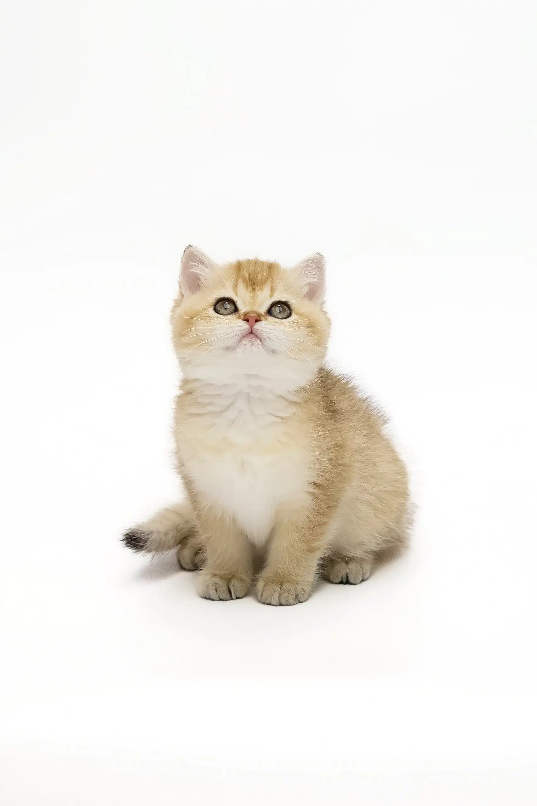 Adalig | British Shorthair Kitten - Image 3