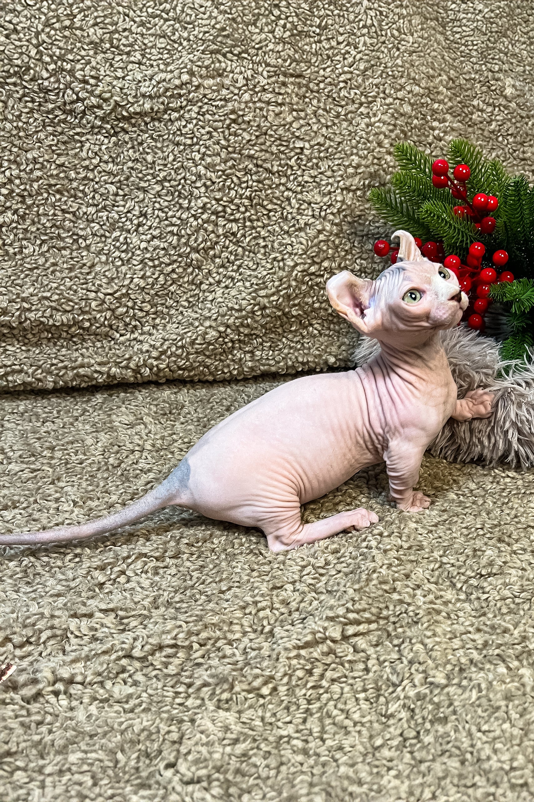 Adel | Dwelf Sphynx Kitten - Image 2