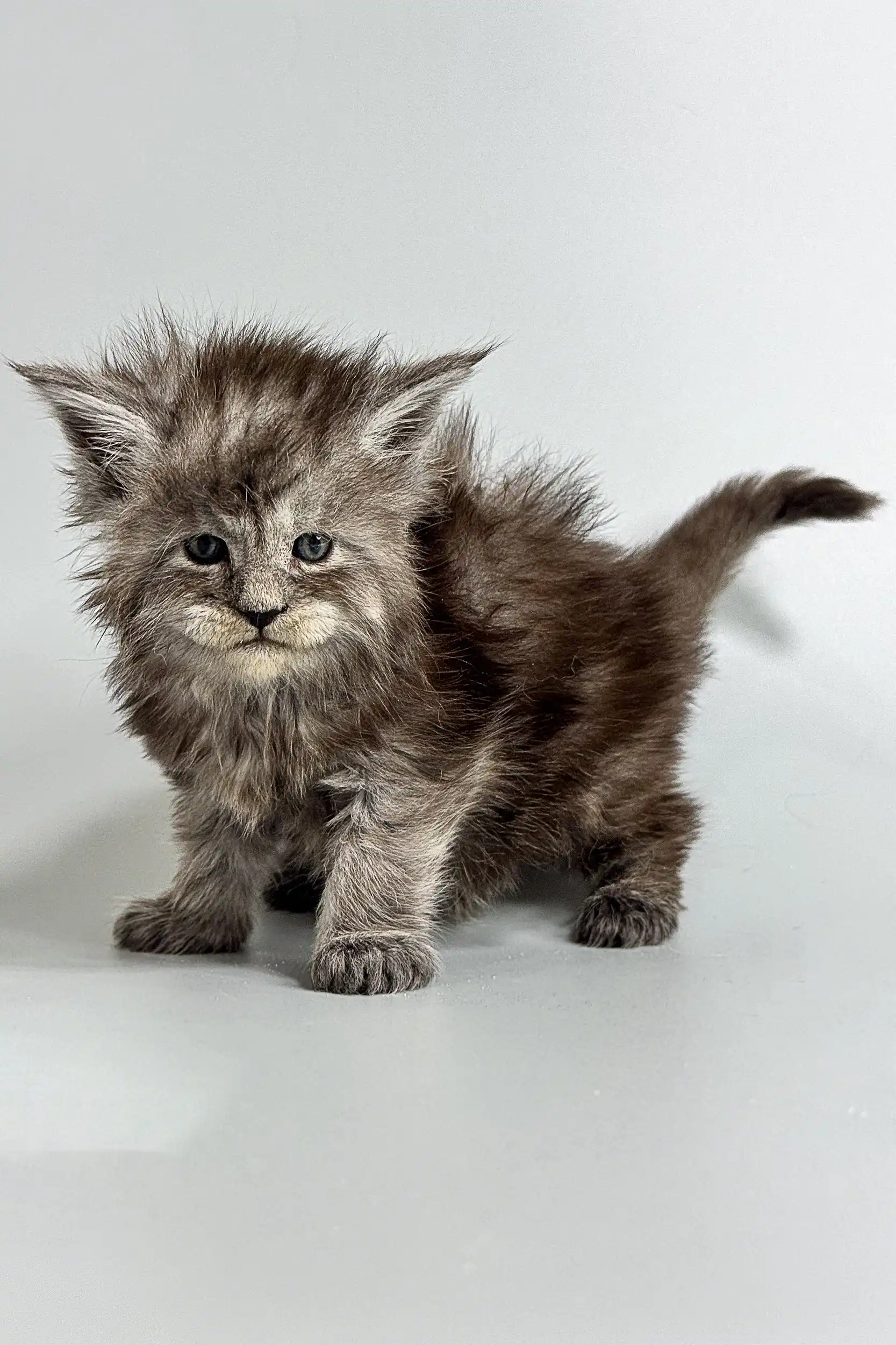 Adele | Maine Coon Kitten - Image 13