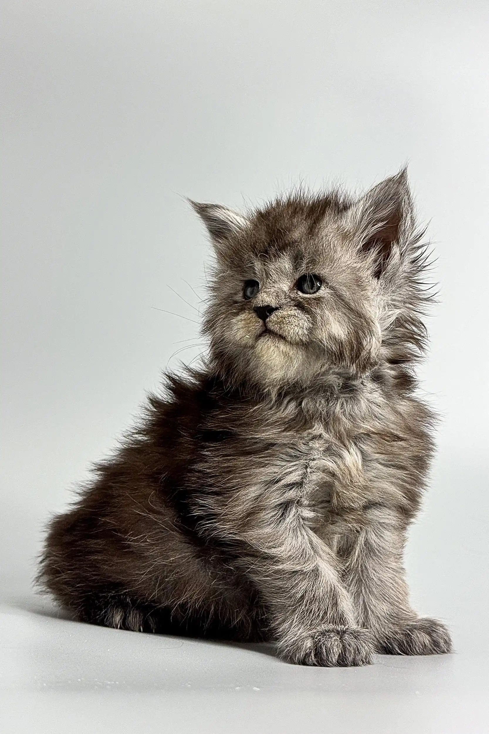 Adele | Maine Coon Kitten - Image 8