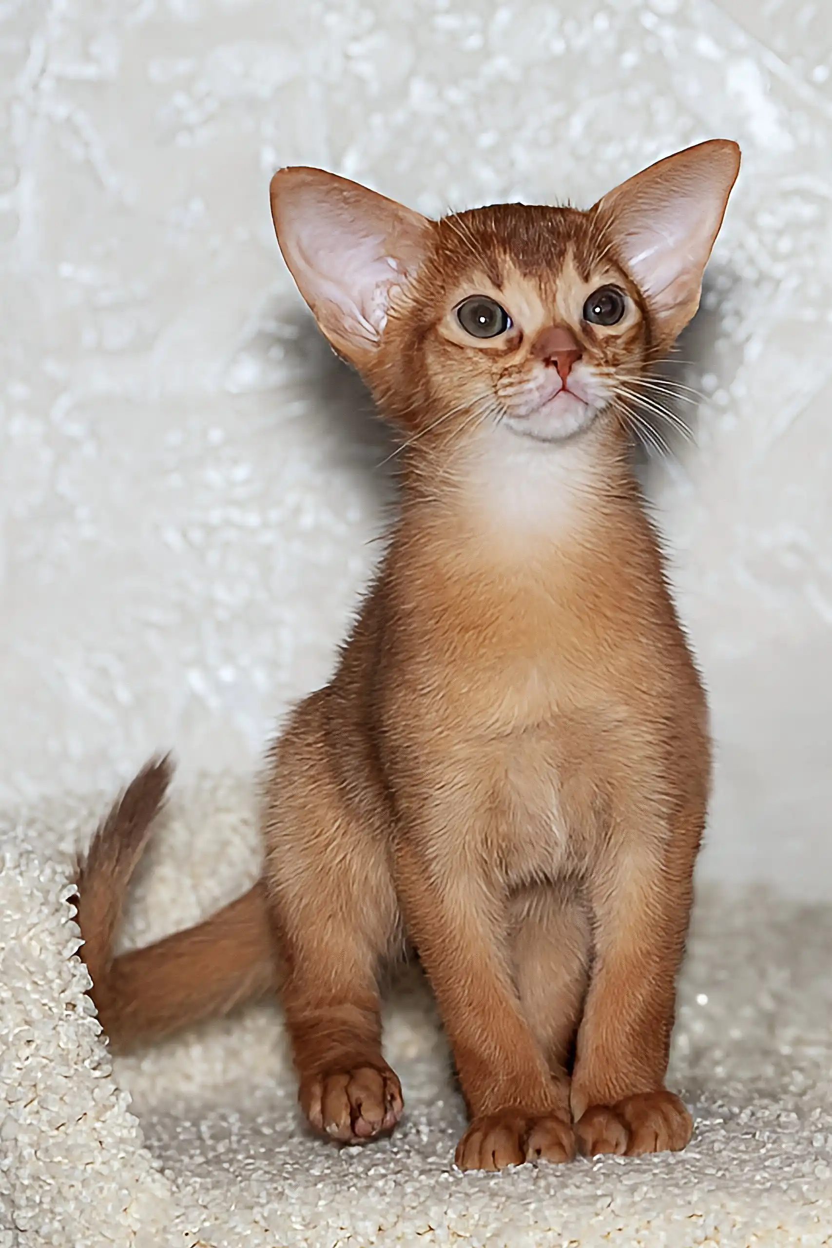 Adonis | Abyssinian Kitten - Image 3