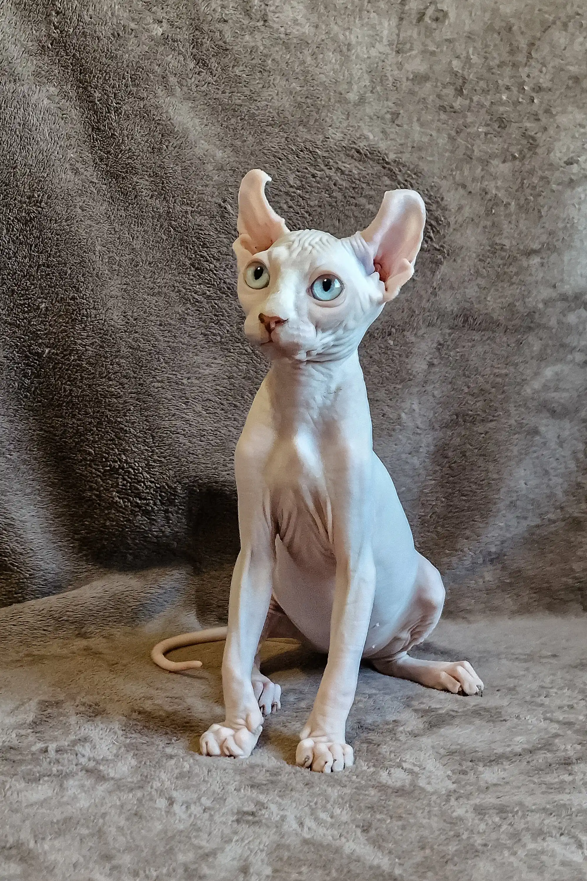Aelita | Elf Sphynx Kitten - Image 11