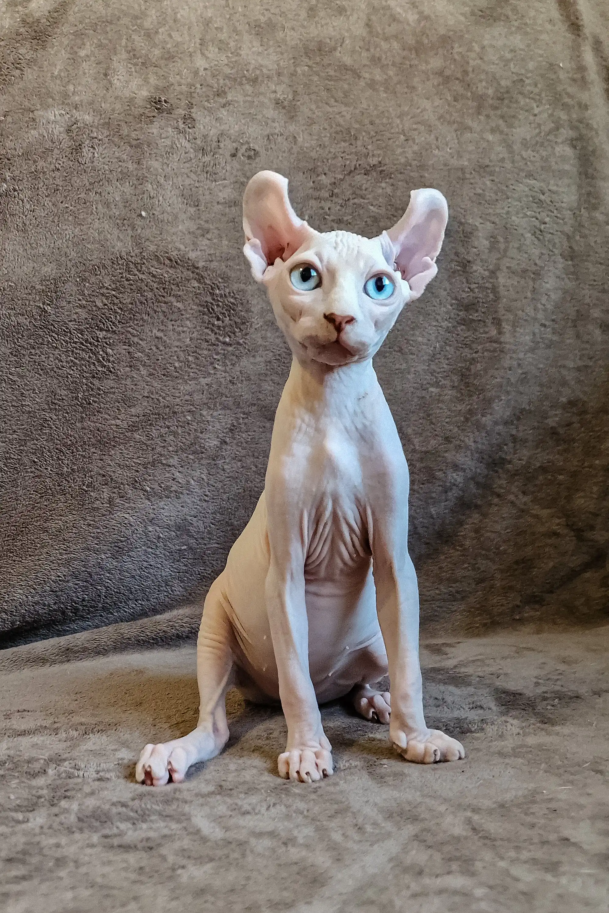 Aelita | Elf Sphynx Kitten - Image 9