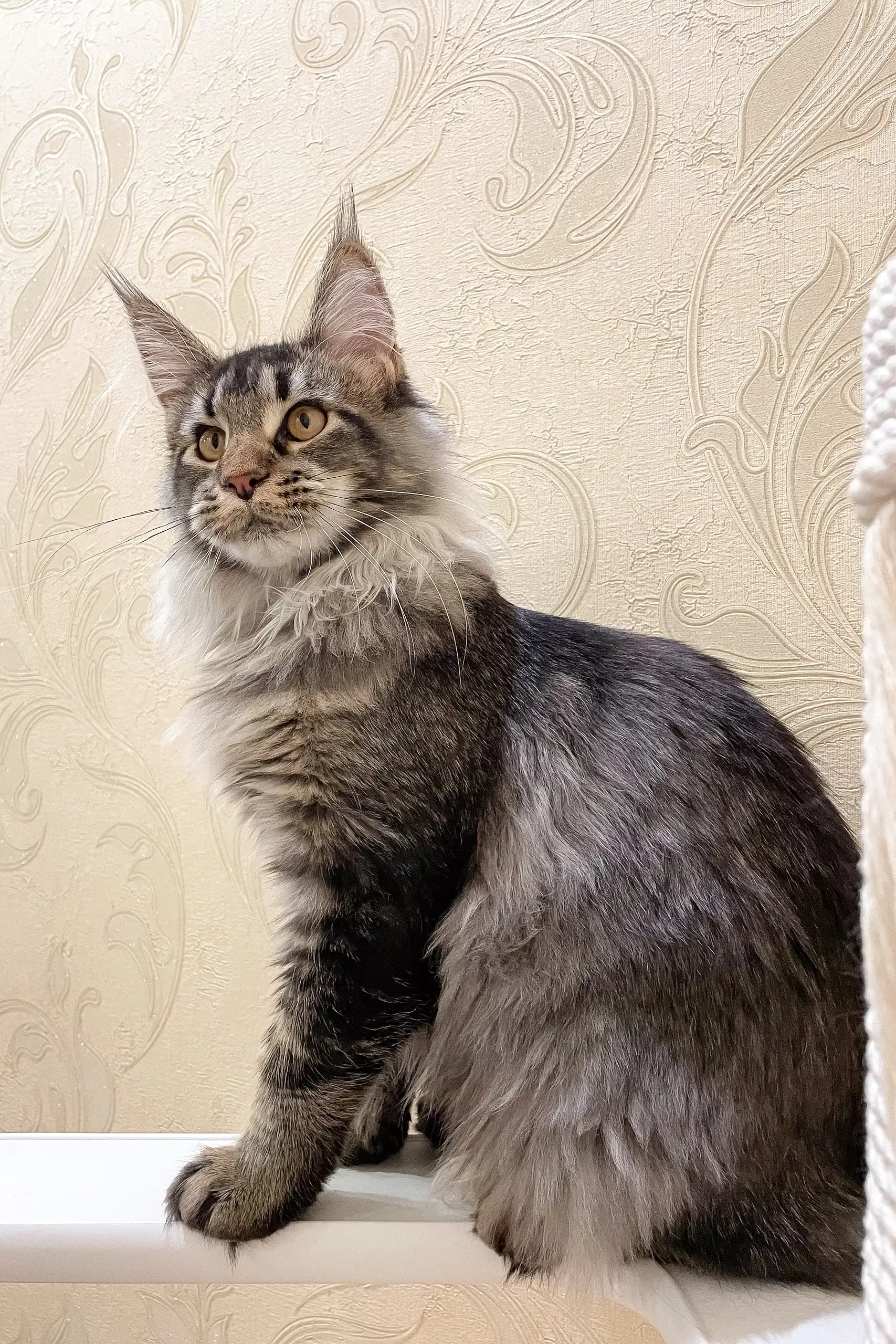 Afelia | Maine Coon Kitten - Image 2