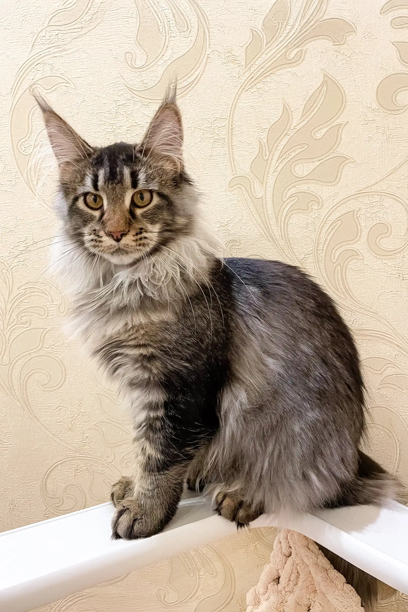 Afelia | Maine Coon Kitten - Image 3