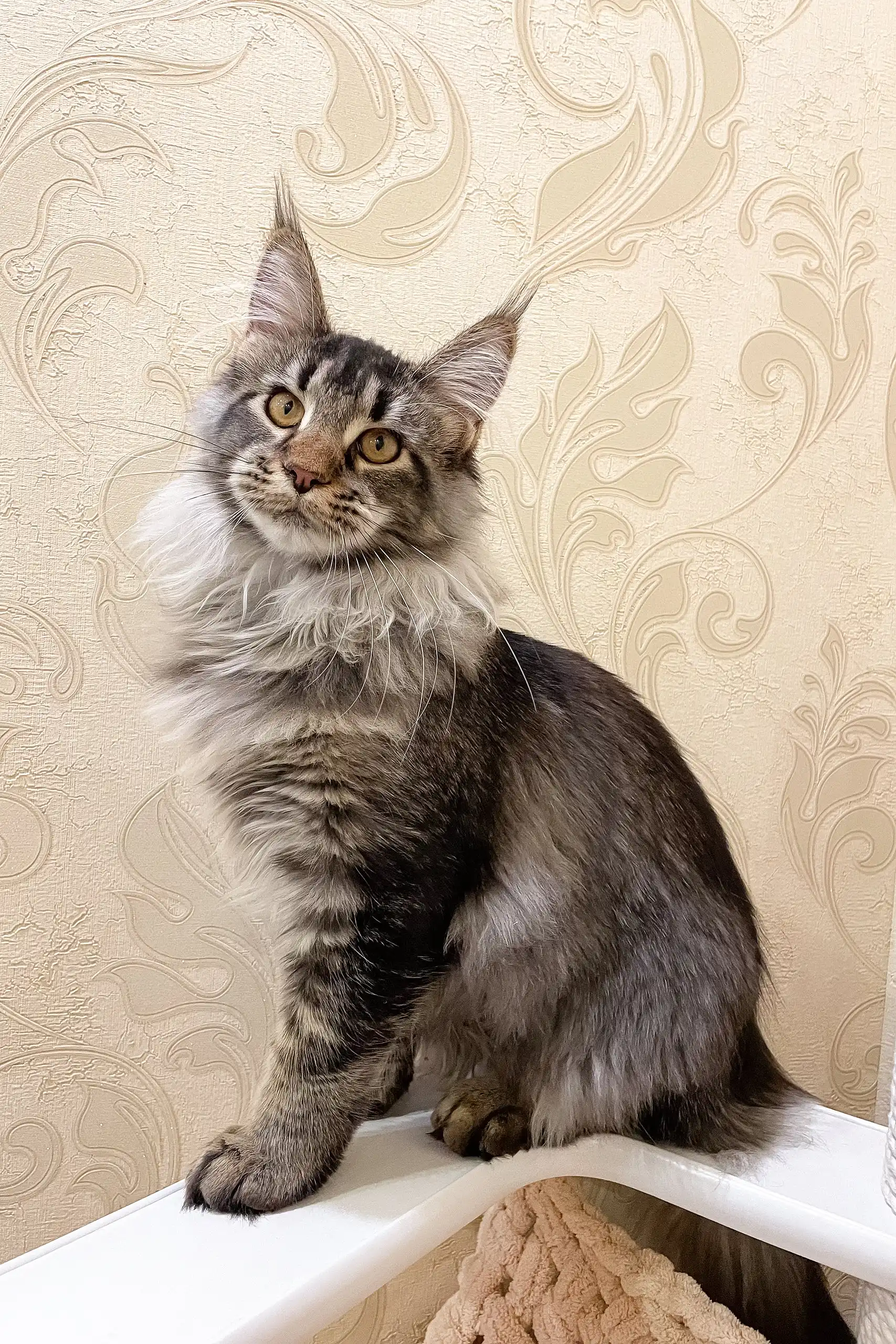 Afelia | Maine Coon Kitten - Image 5