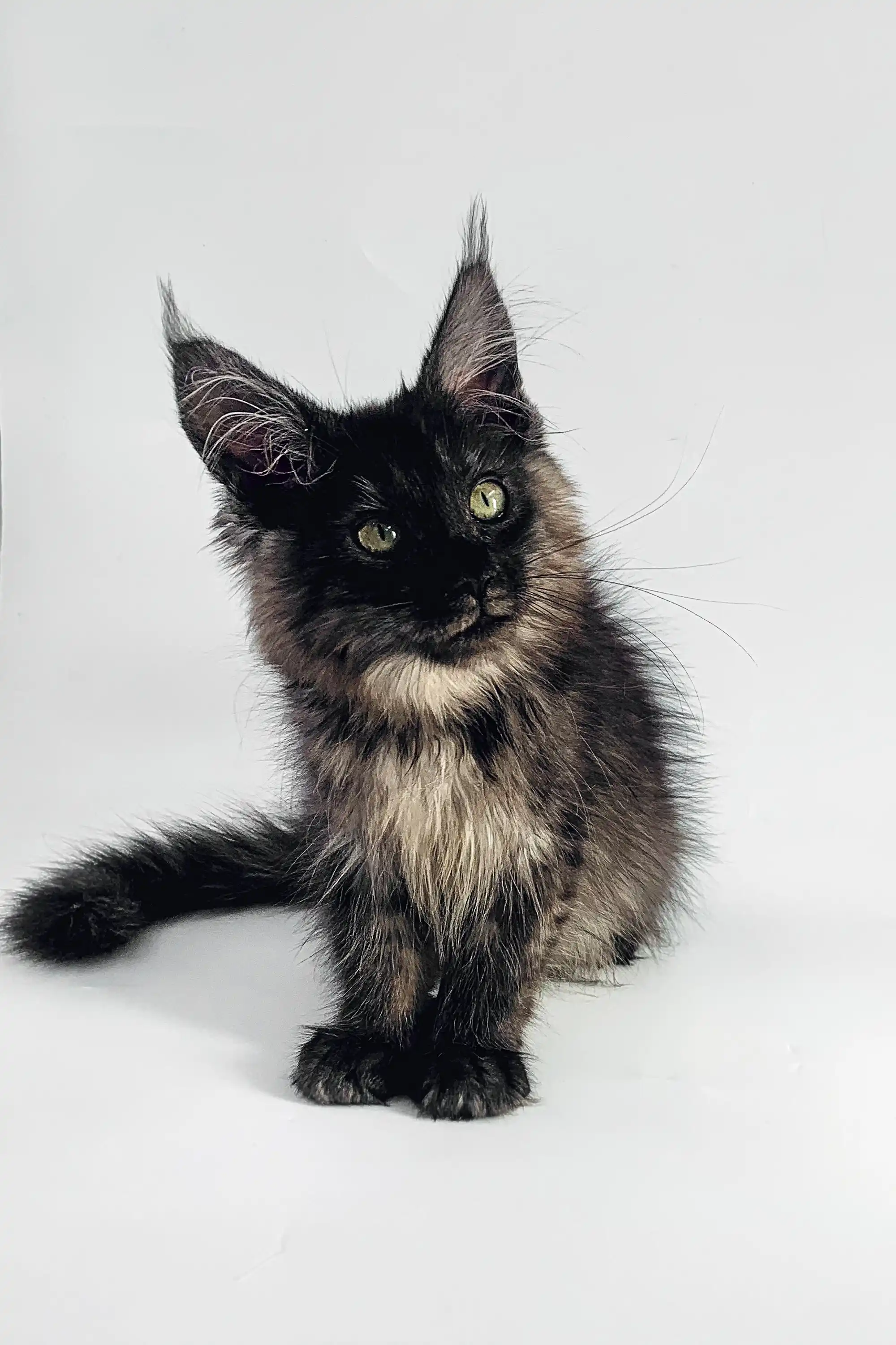 Afina | Maine Coon Kitten - Image 5