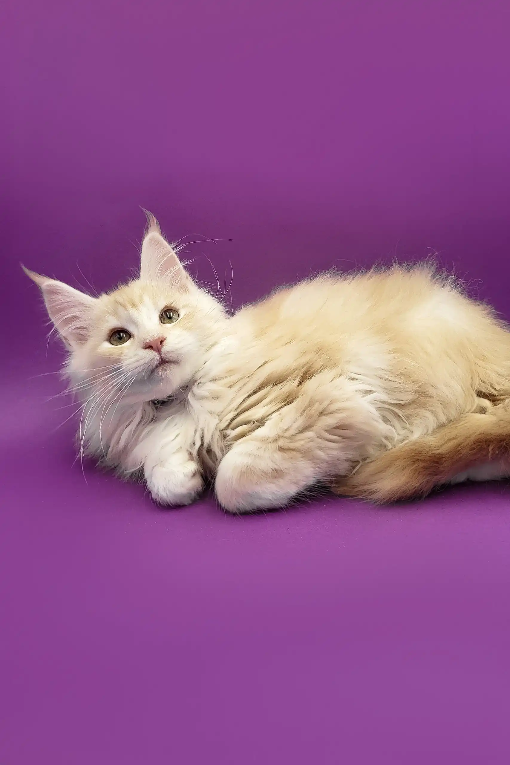 Afina | Maine Coon Kitten - Image 2