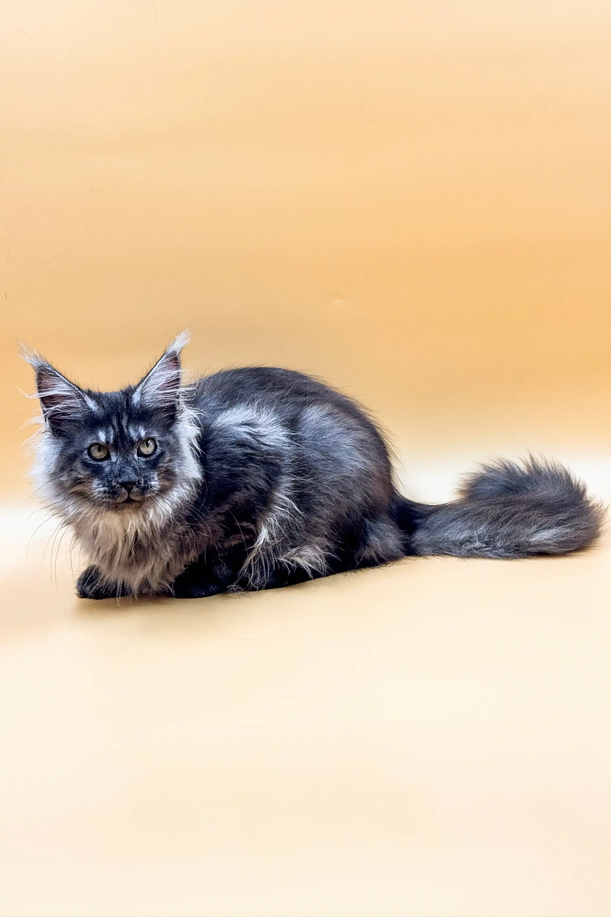 Afina | Maine Coon Kitten - Image 5