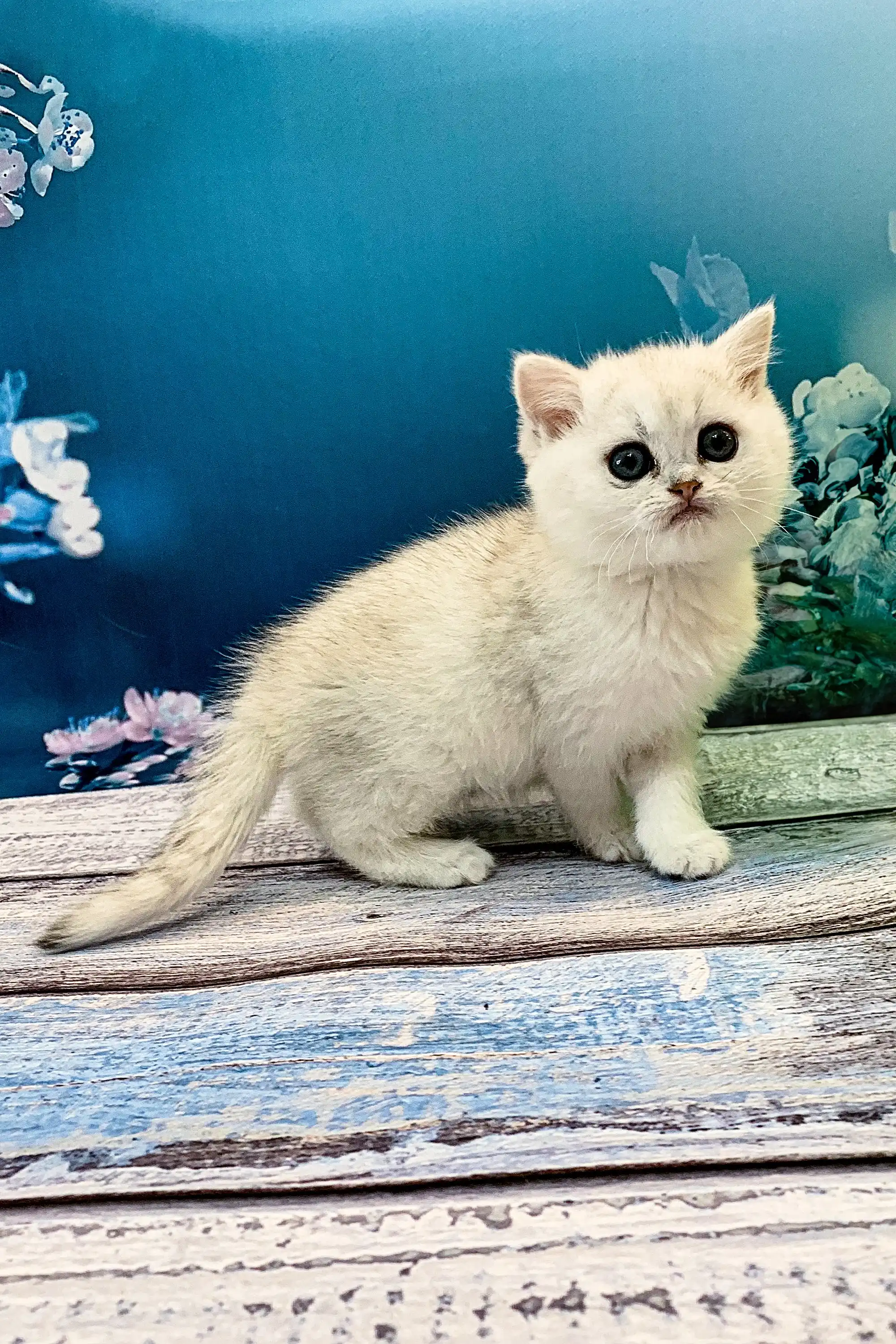 Afonia | British Shorthair Kitten - Image 2