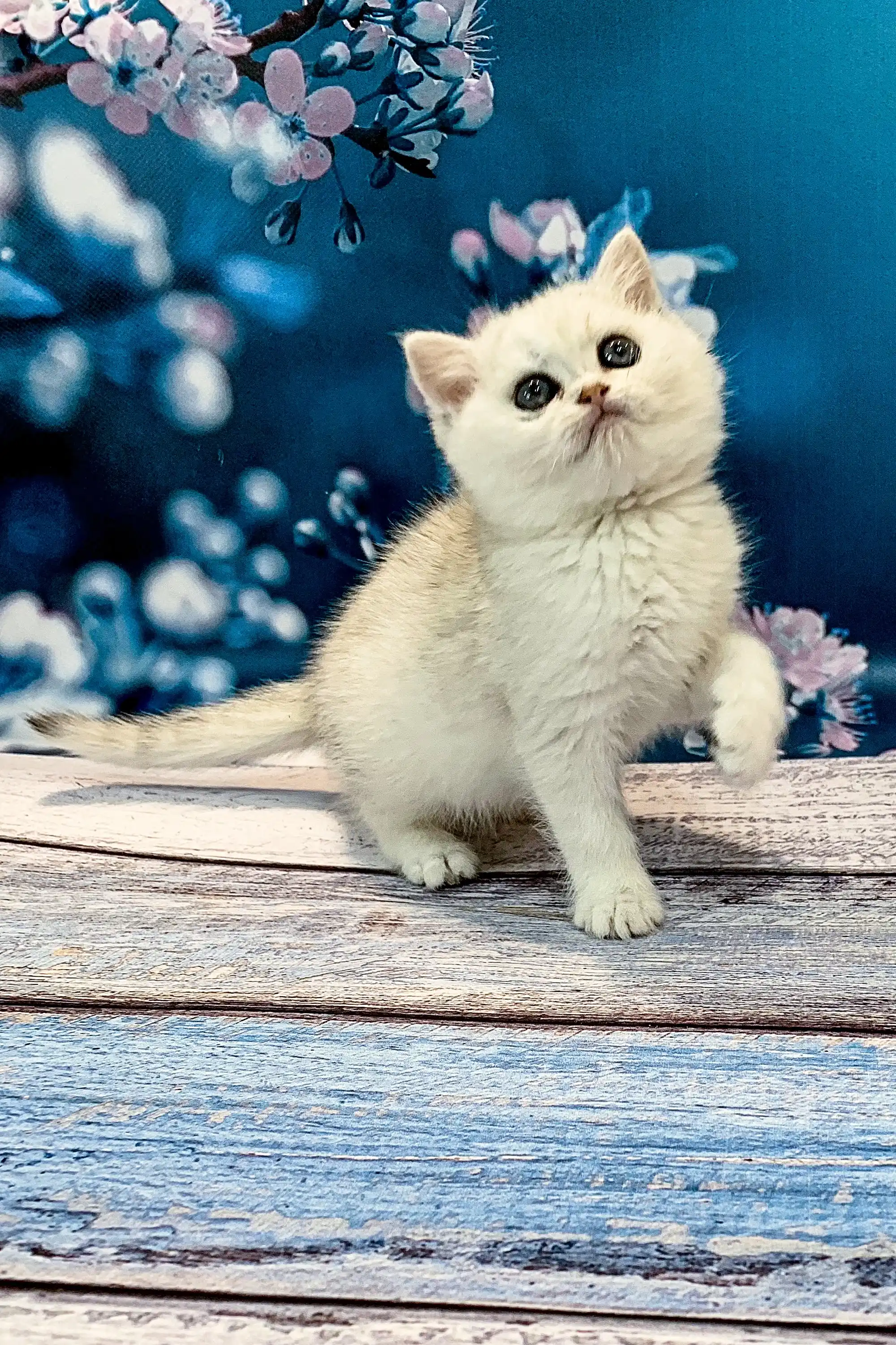 Afonia | British Shorthair Kitten - Image 6