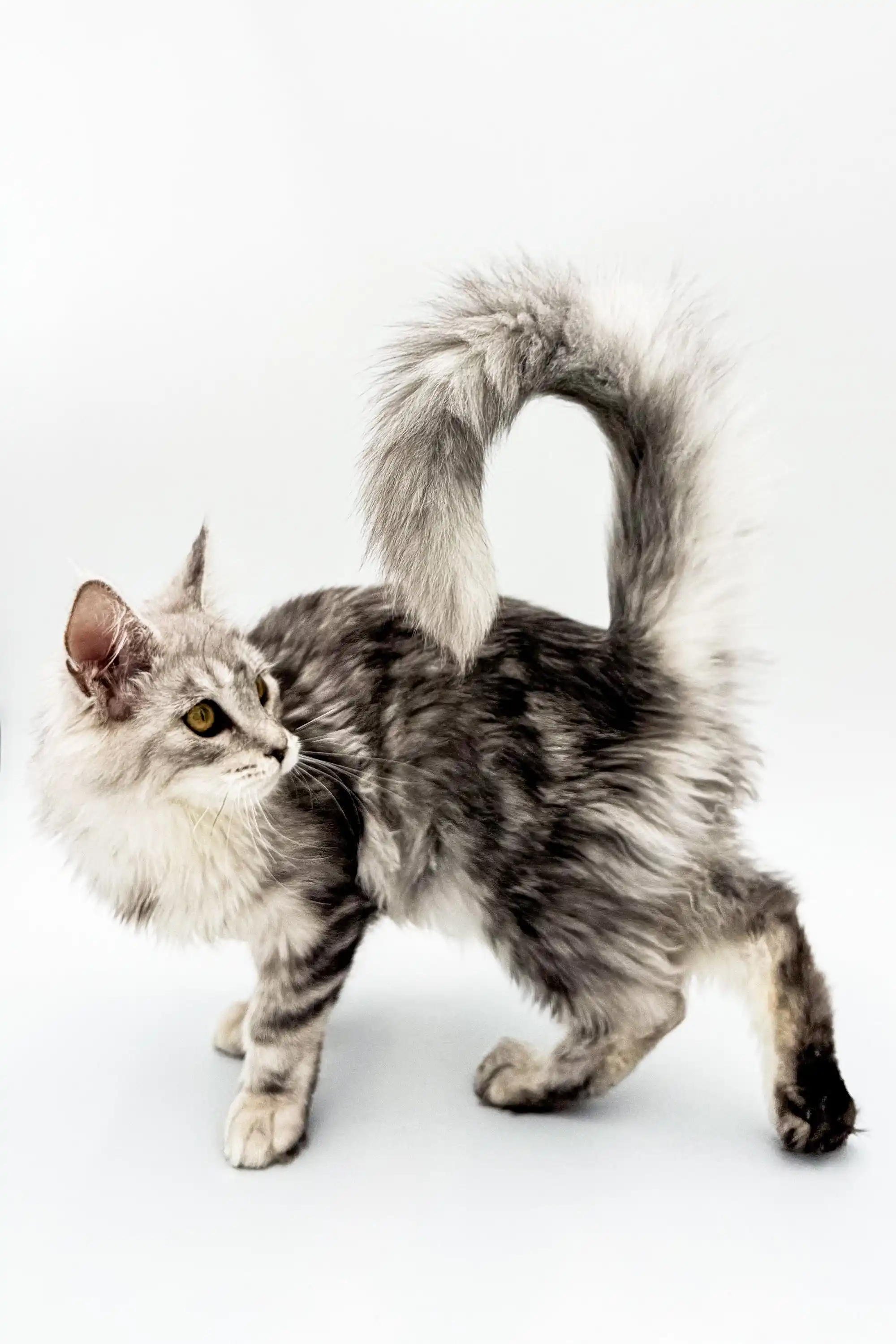 Afrodita | Maine Coon Kitten - Image 16