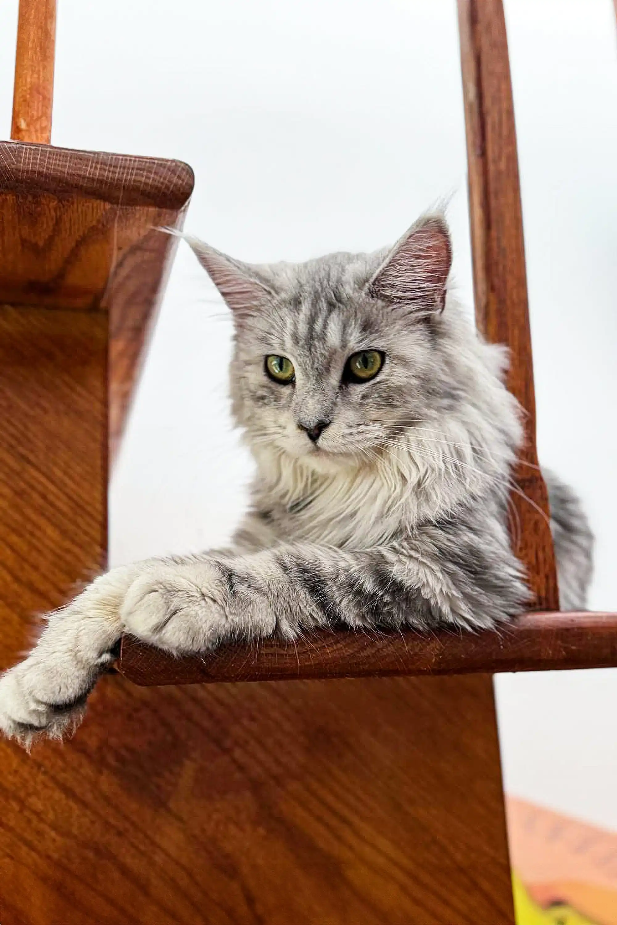 Afrodita | Maine Coon Kitten - Image 2