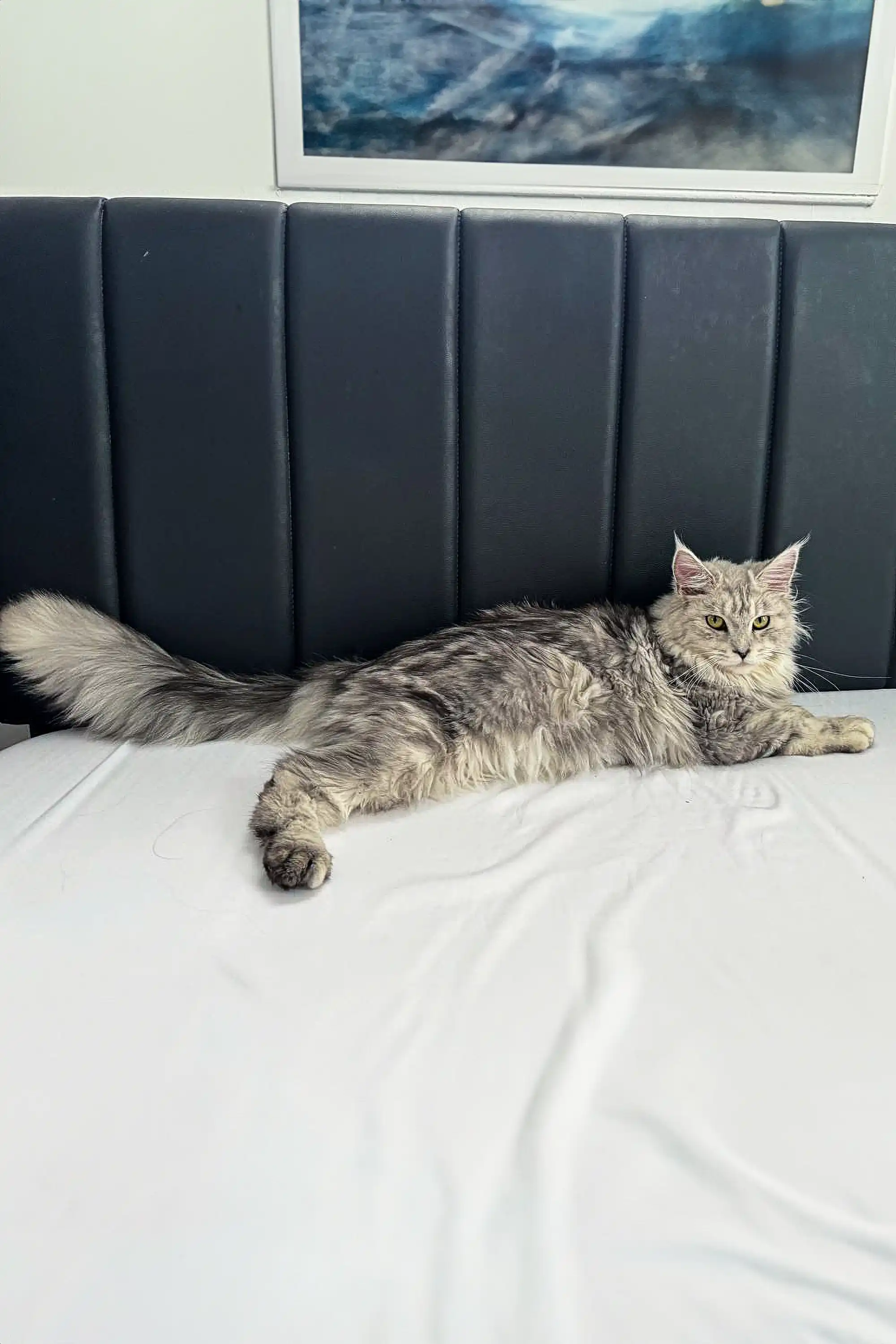 Afrodita | Maine Coon Kitten - Image 3