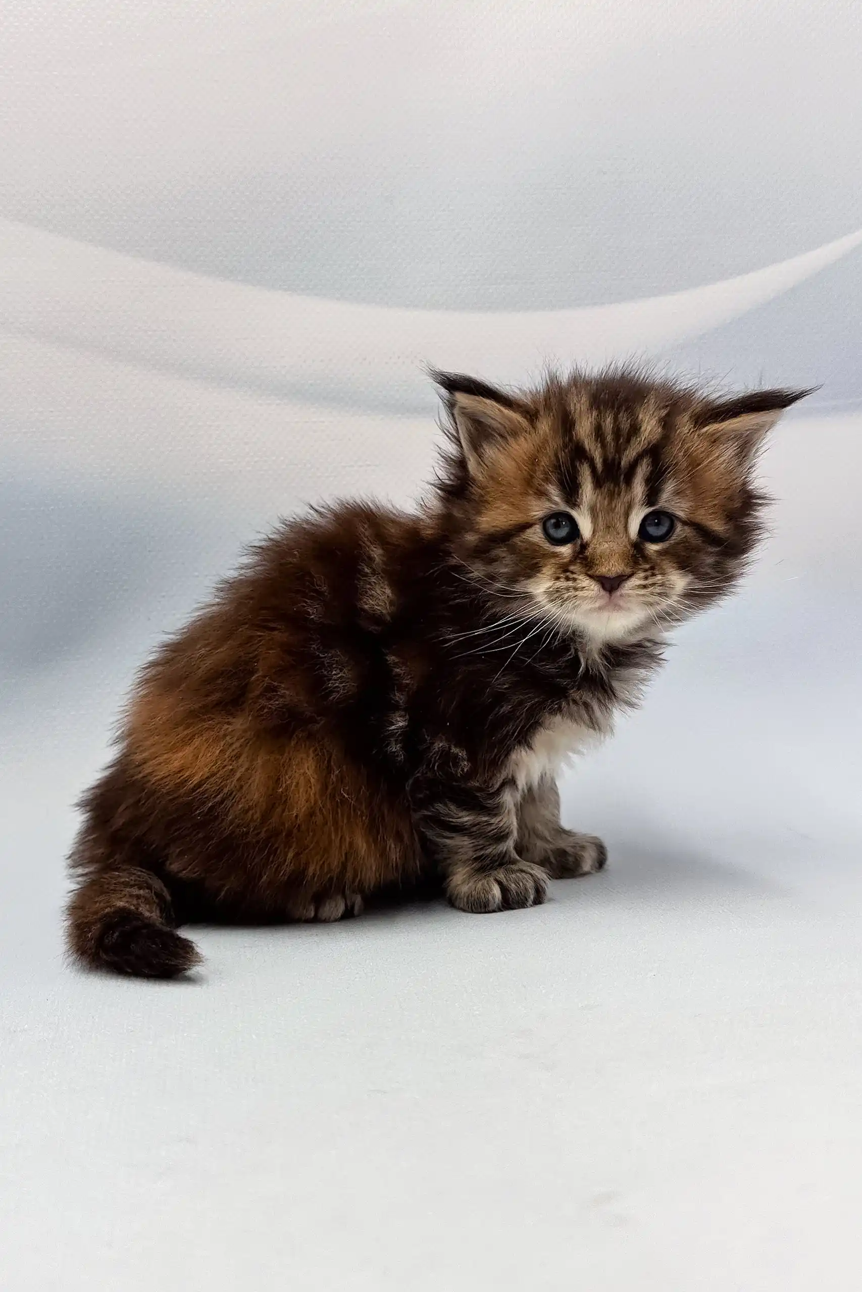 Agasha | Maine Coon Kitten - Image 4
