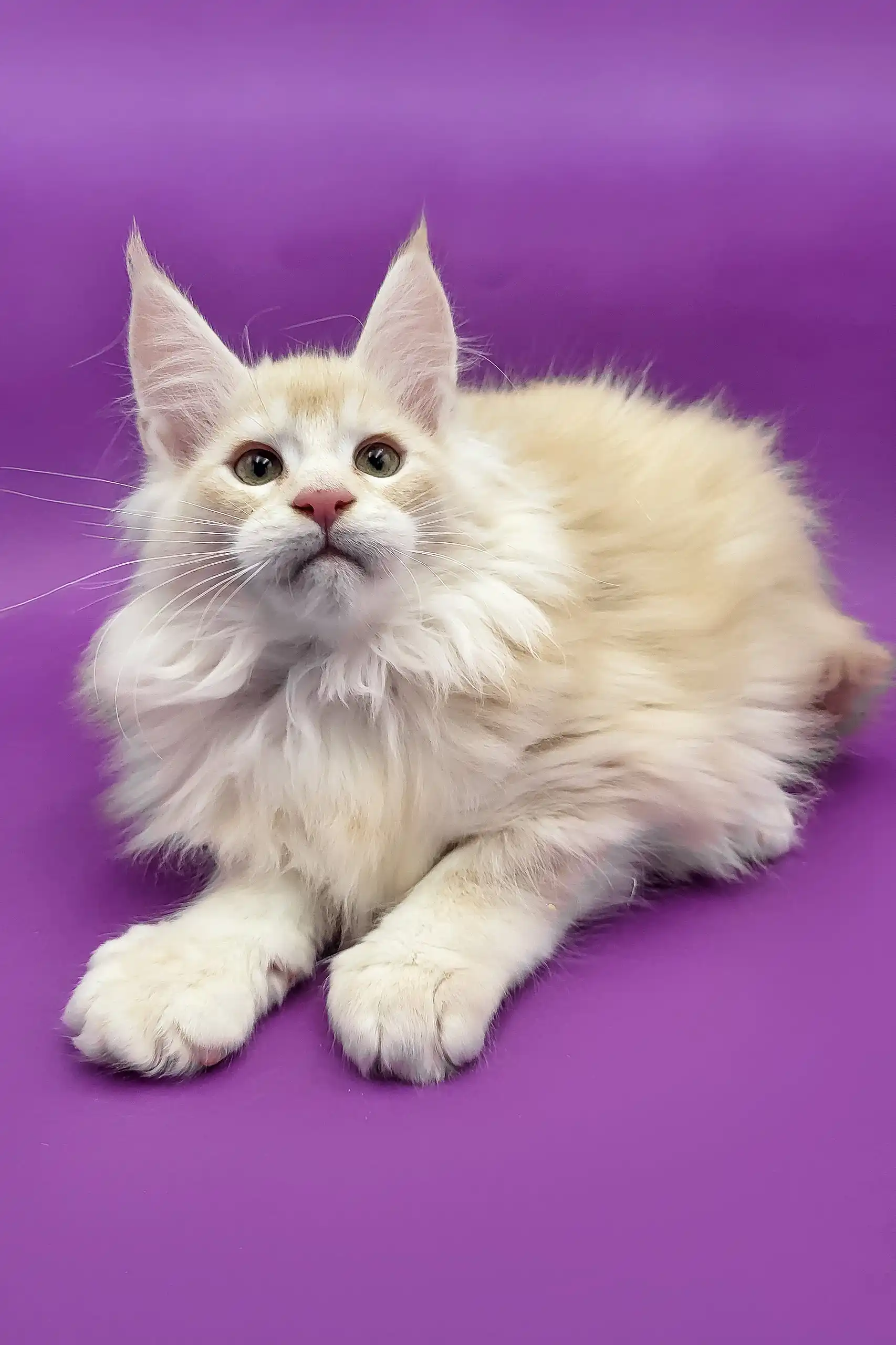 Agat | Maine Coon Kitten