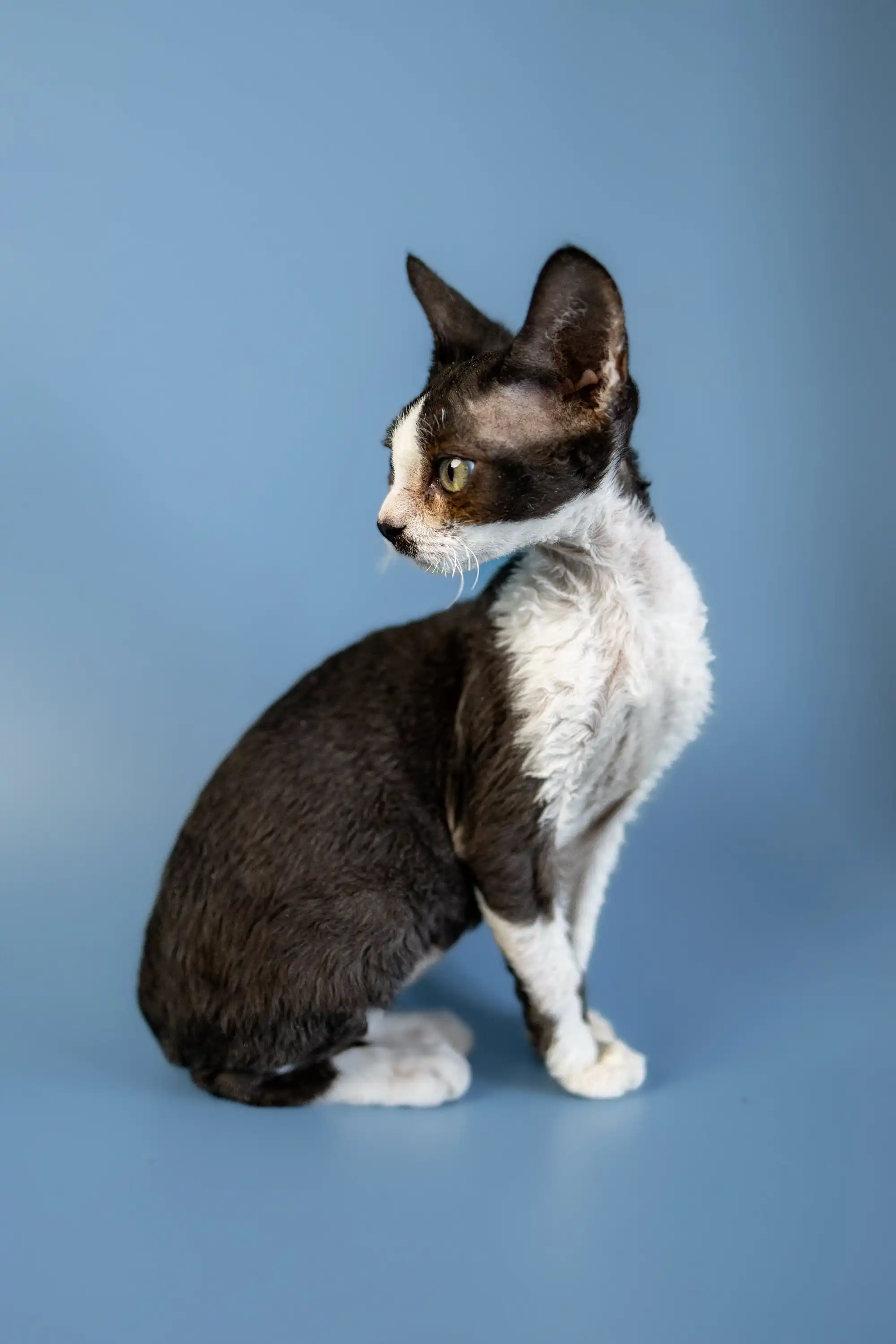 Agata | Devon Rex Kitten - Image 14