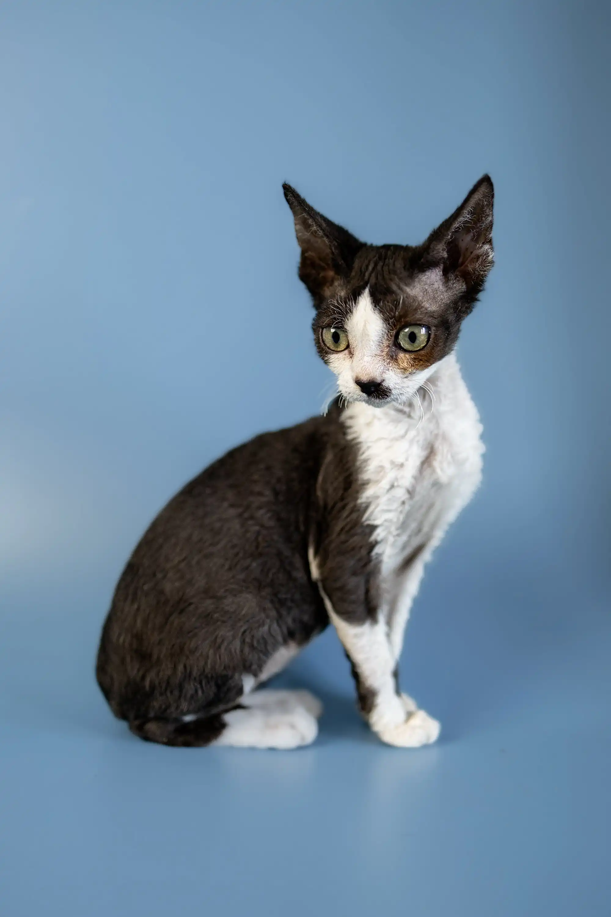 Agata | Devon Rex Kitten - Image 15