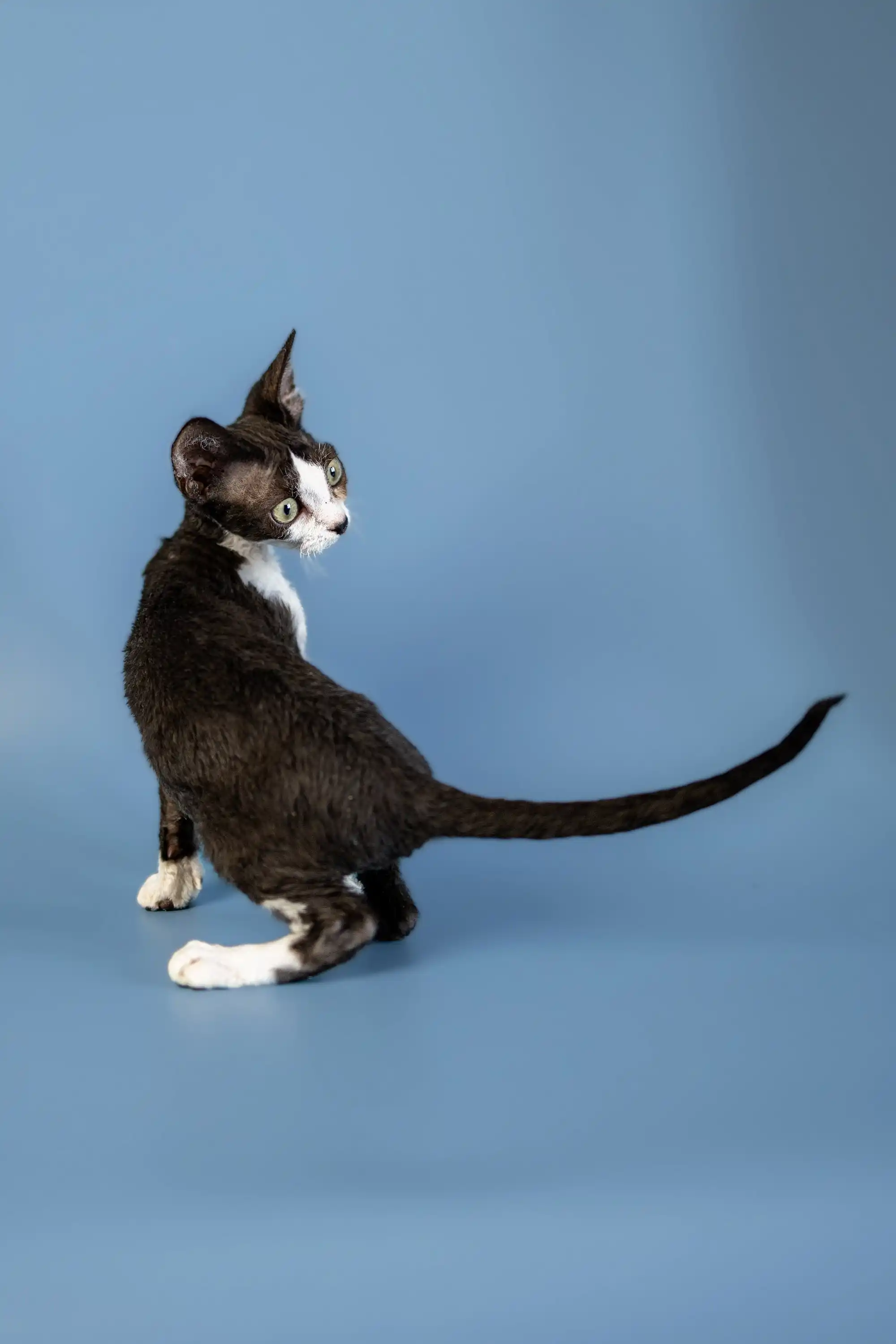 Agata | Devon Rex Kitten - Image 21
