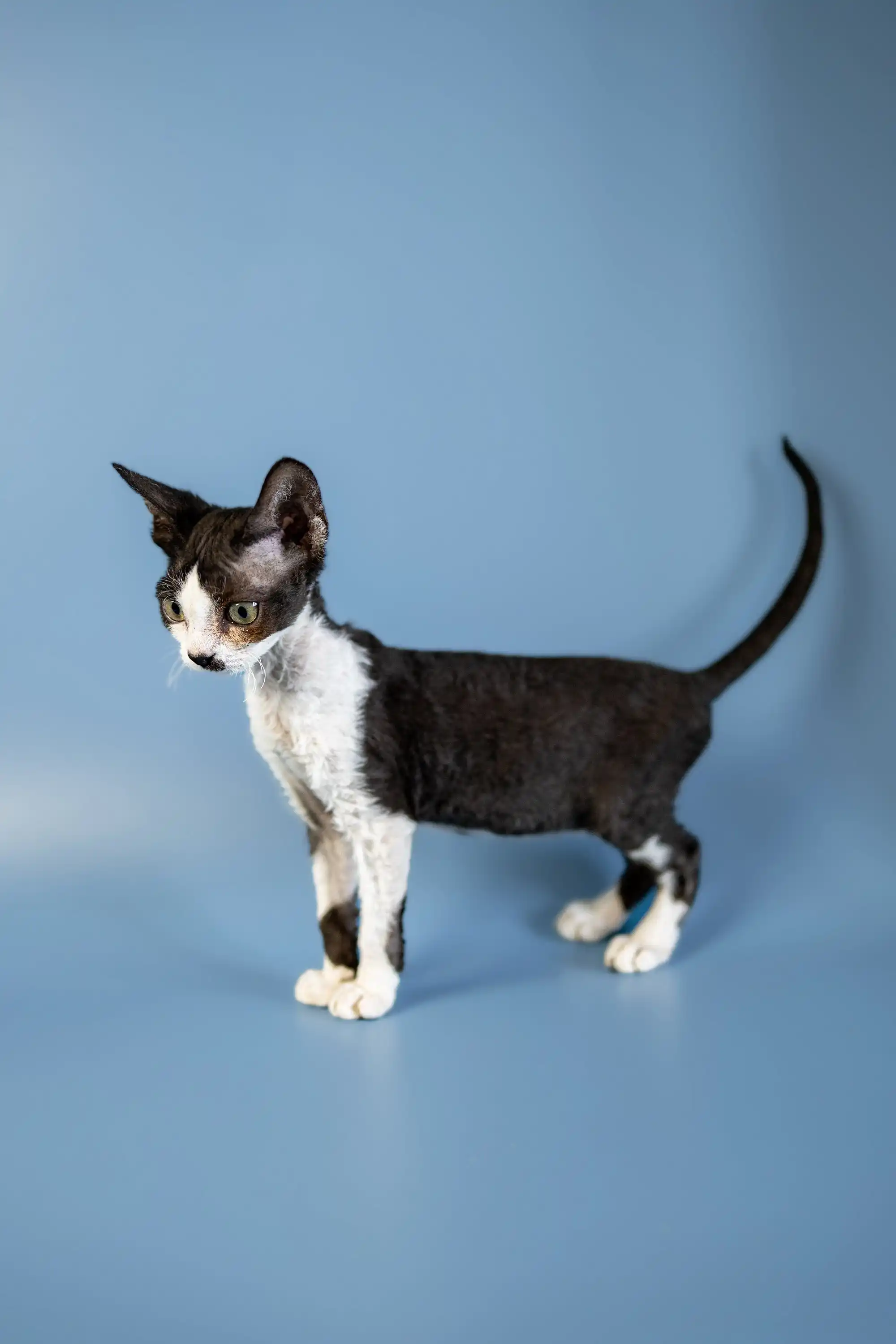 Agata | Devon Rex Kitten - Image 5