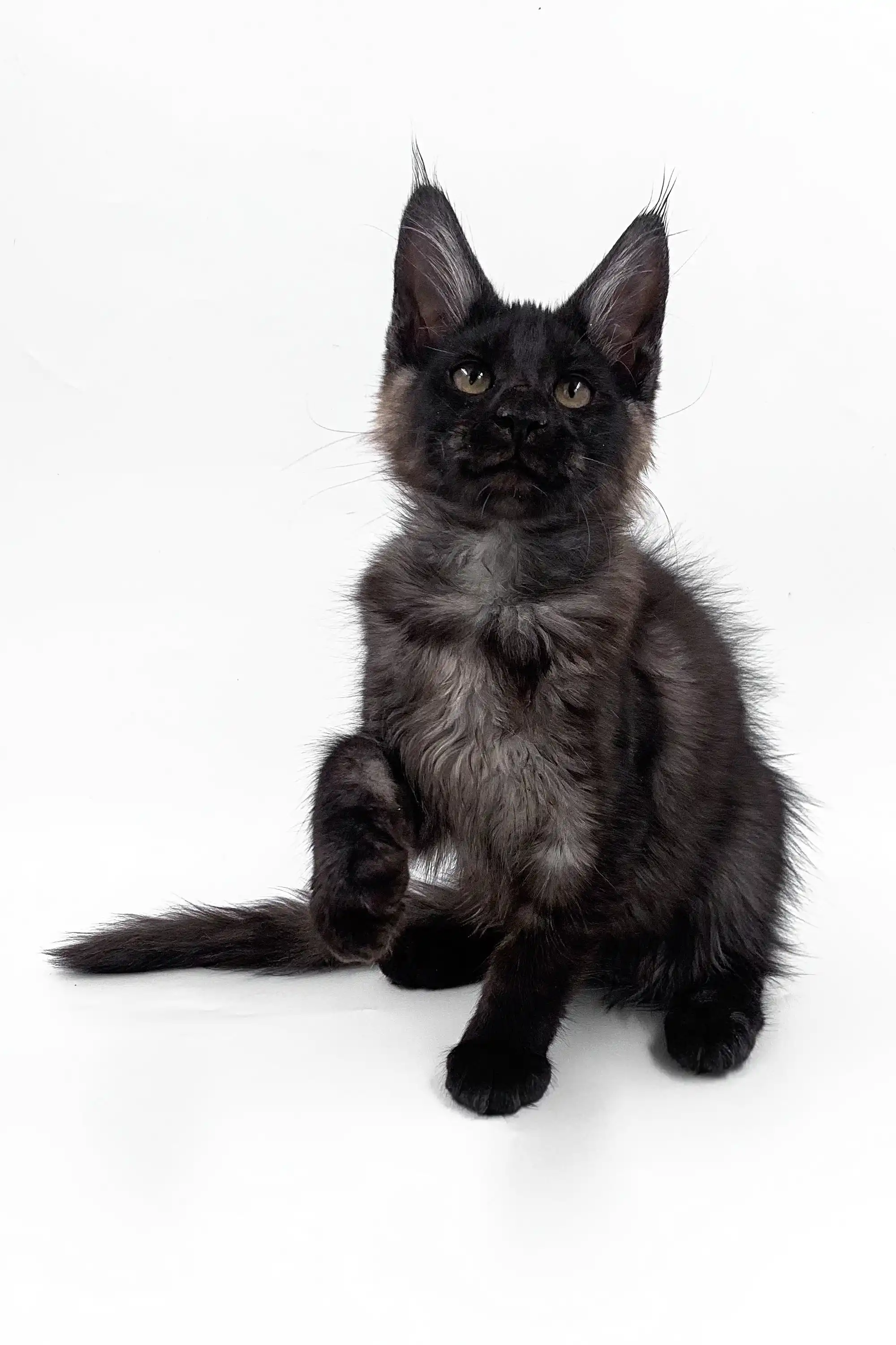 Akon | Maine Coon Kitten - Image 6
