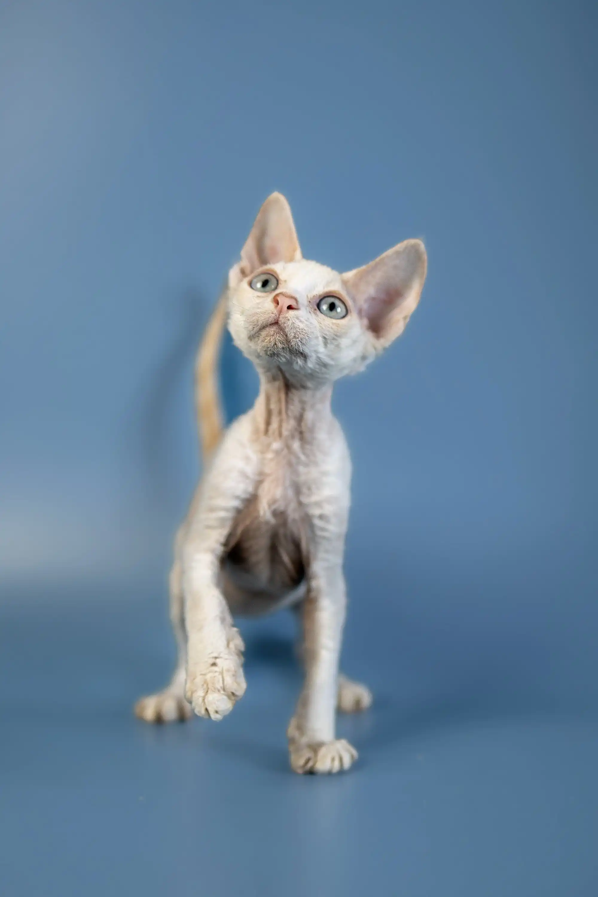 Alan | Devon Rex Kitten - Image 14