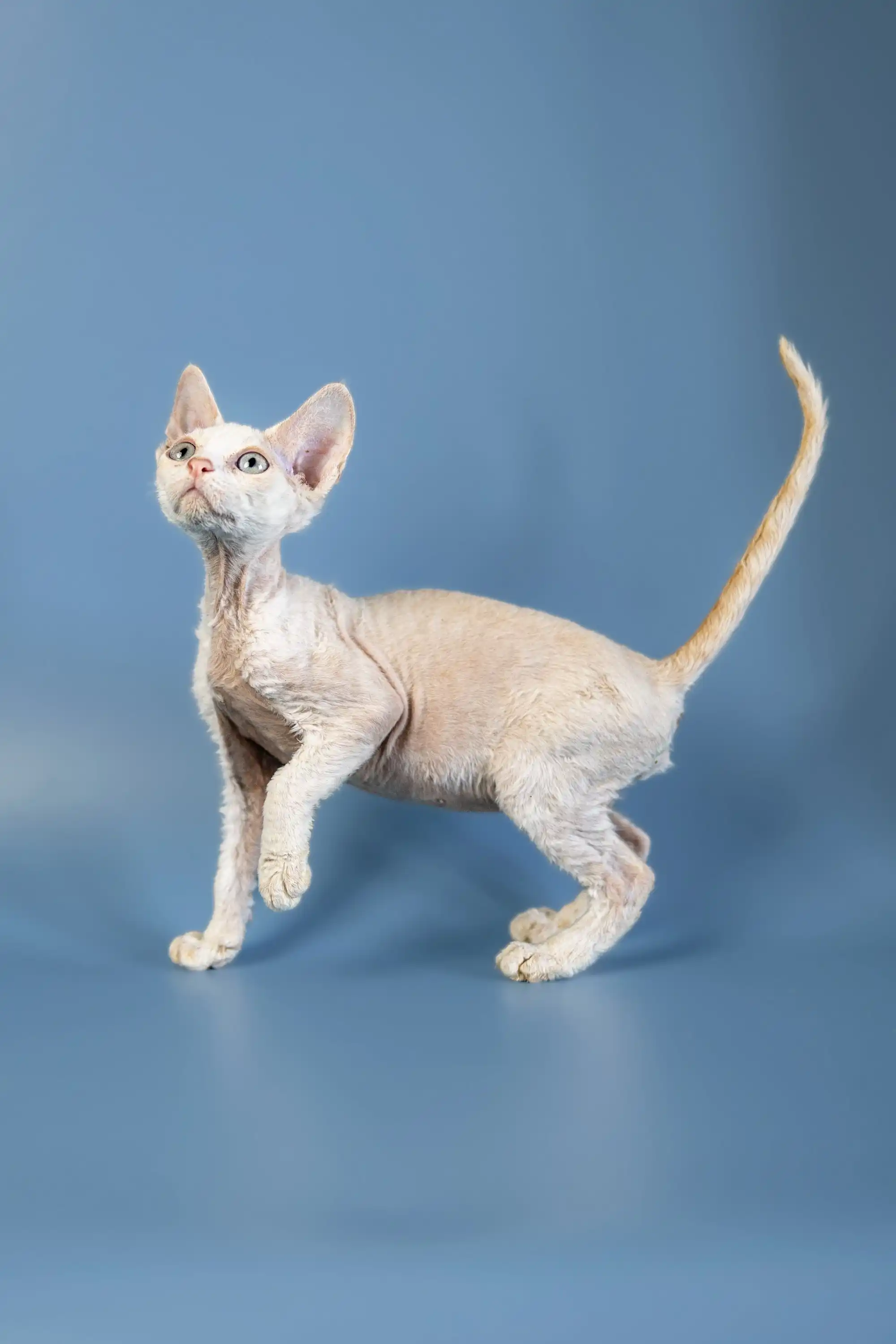 Alan | Devon Rex Kitten - Image 2