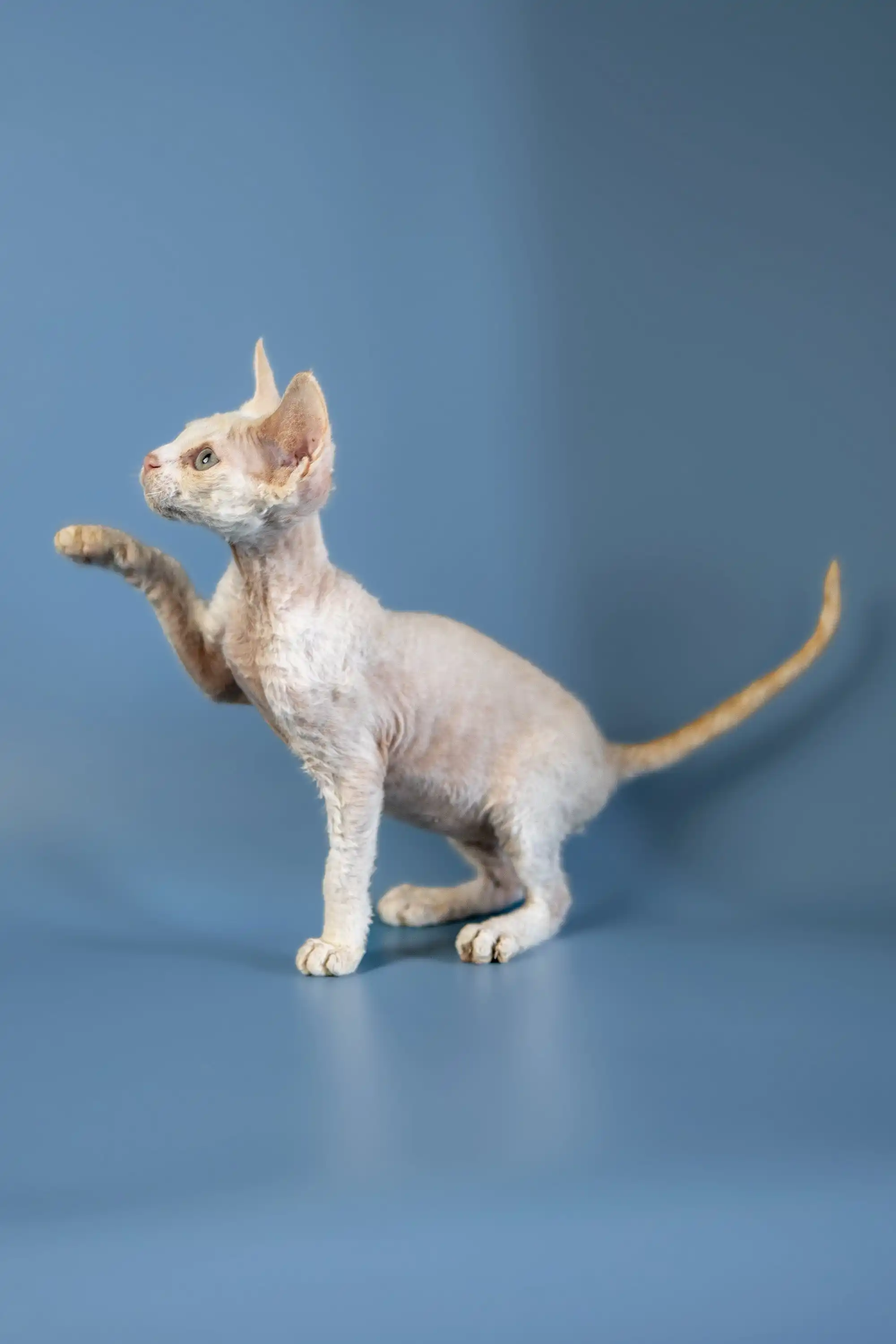 Alan | Devon Rex Kitten - Image 5