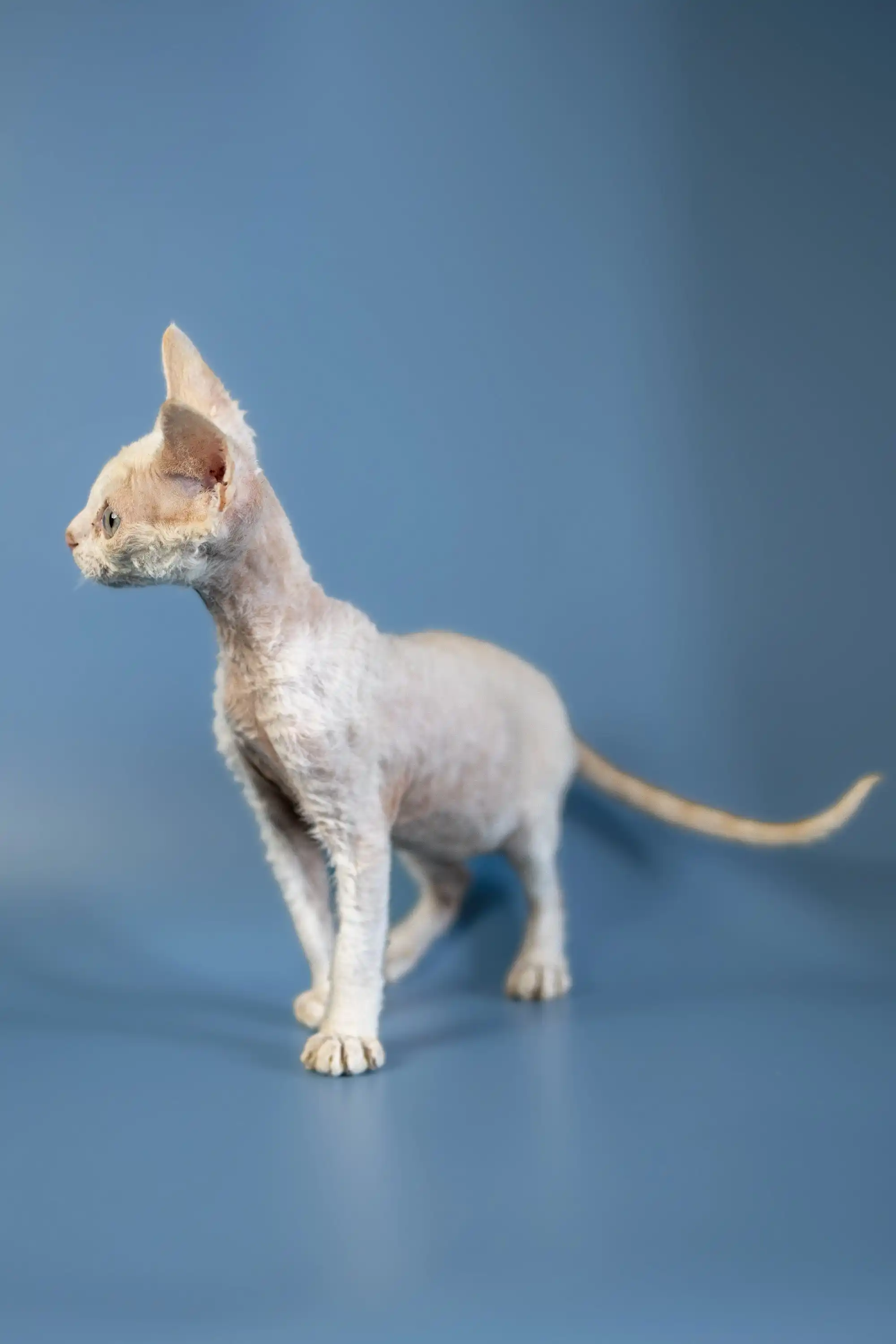 Alan | Devon Rex Kitten - Image 8