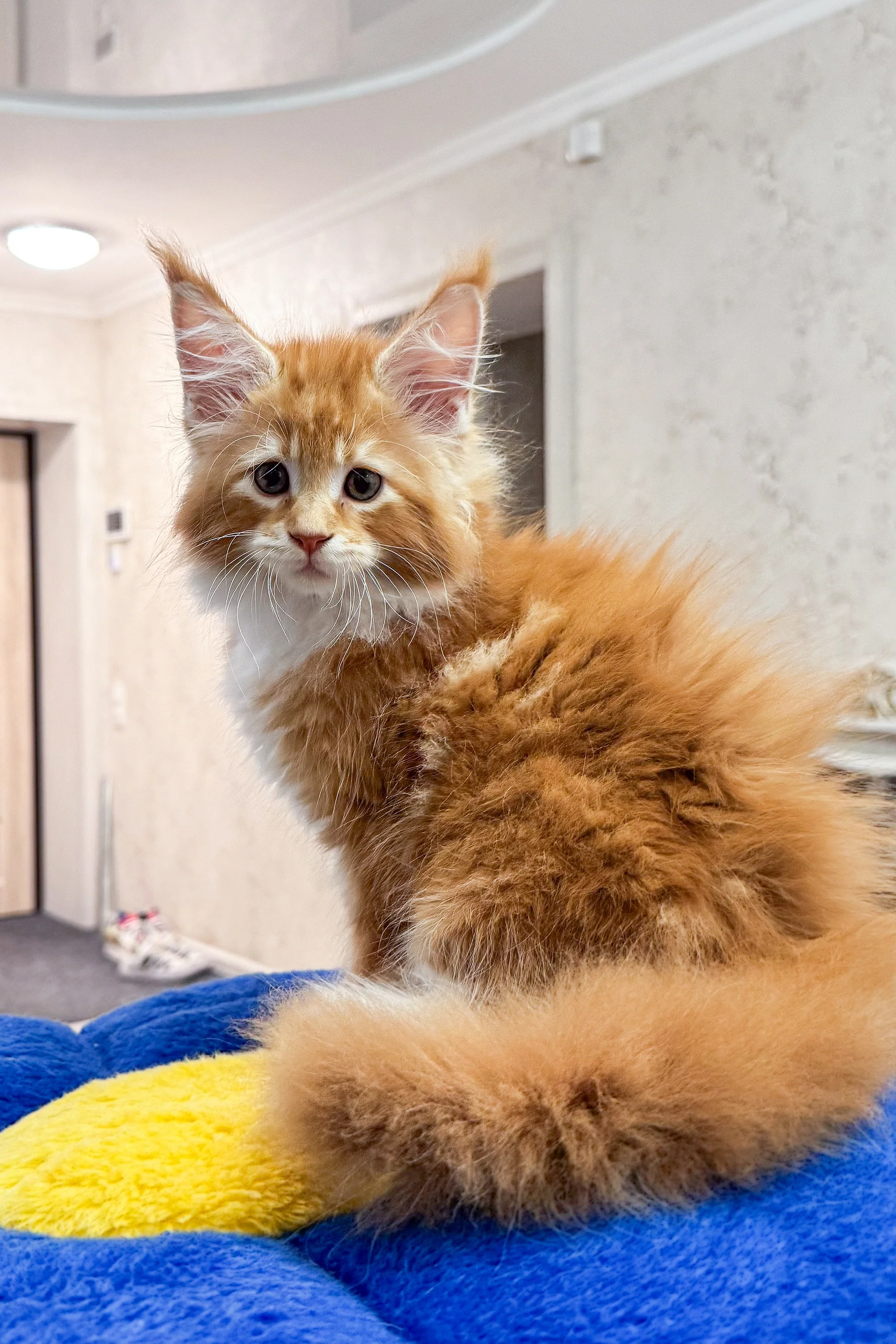 Alan | Polydactyl Maine Coon - Image 2