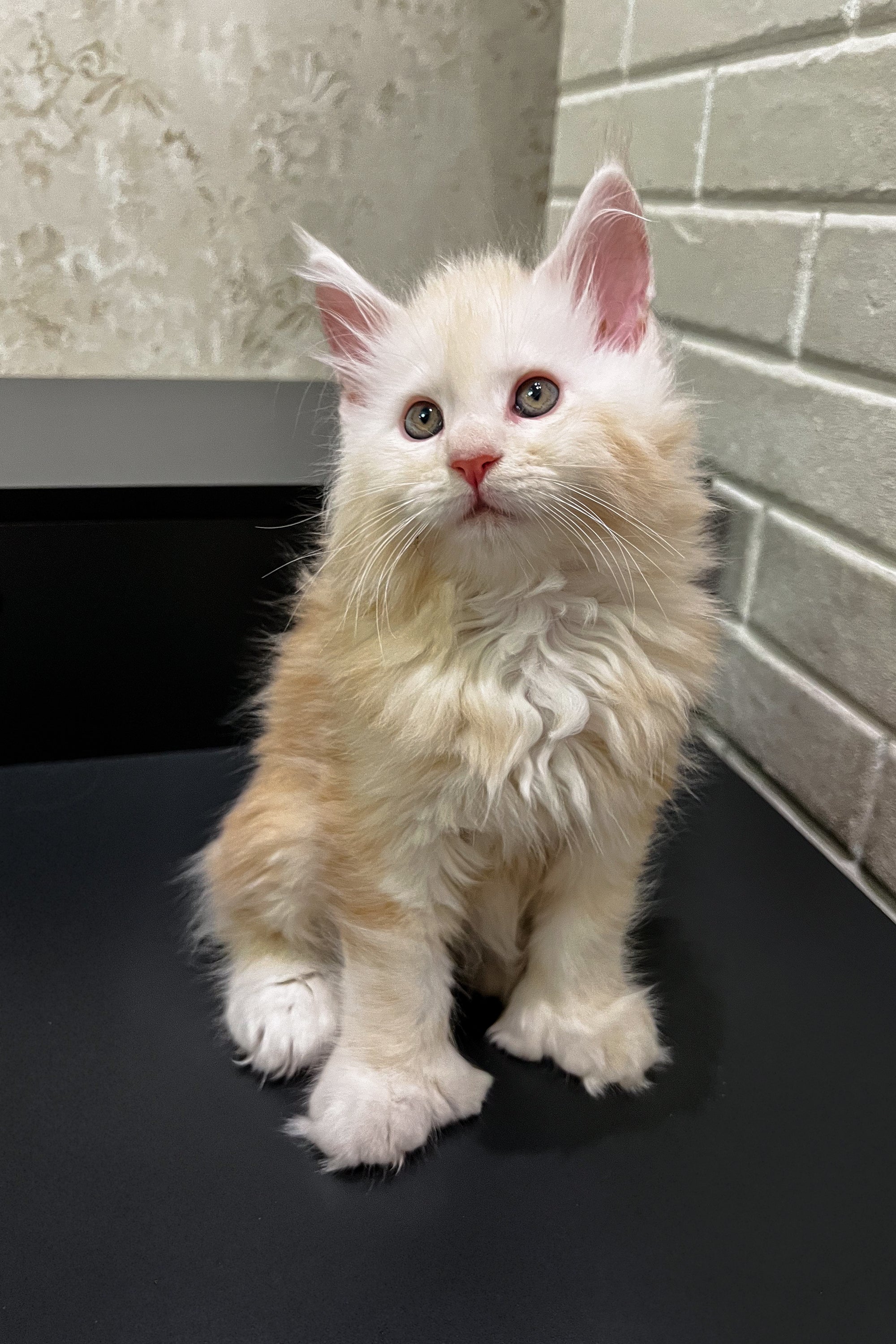 Alan | Polydactyl Maine Coon Kitten - Image 2