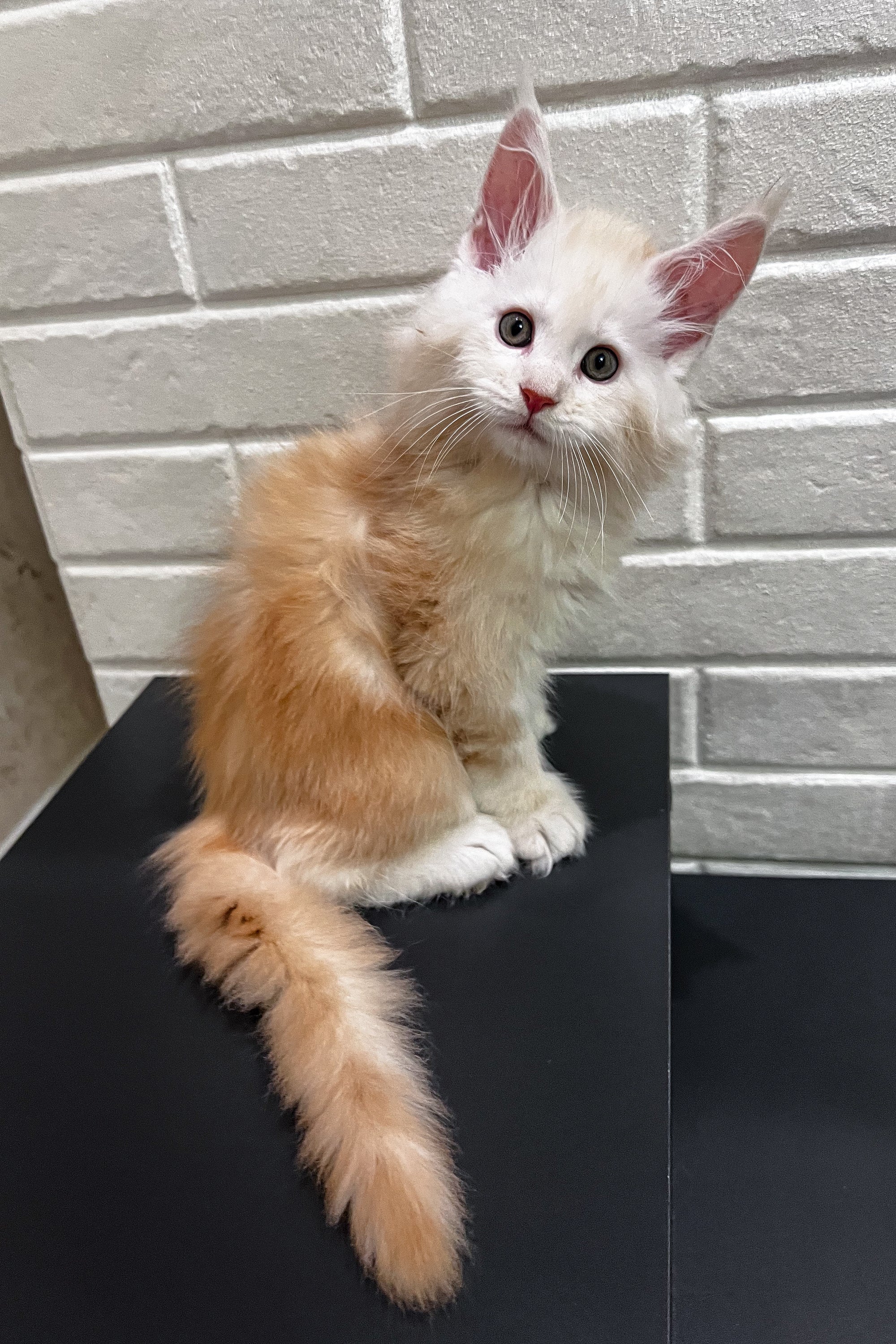 Alan | Polydactyl Maine Coon Kitten - Image 8
