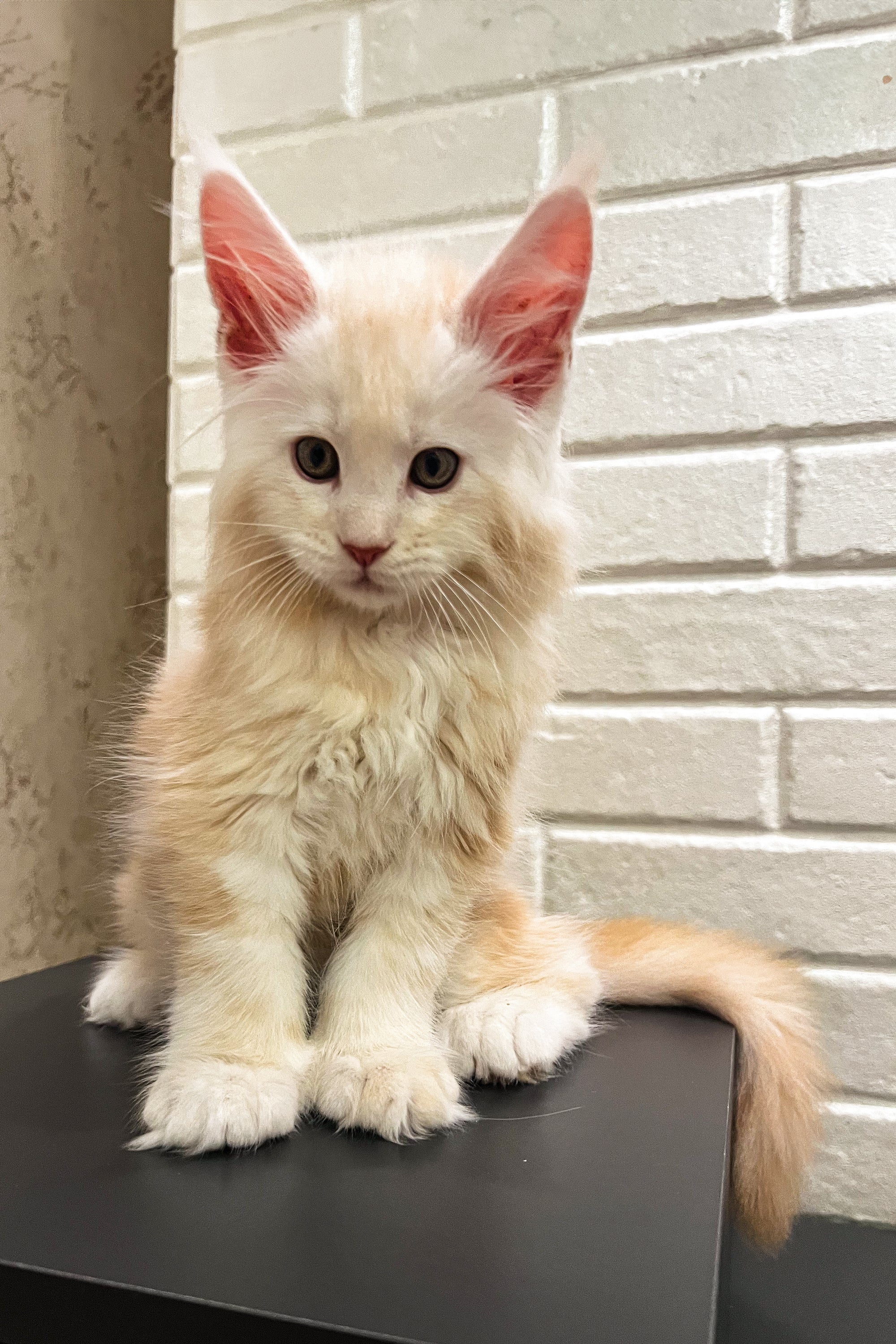 Alan | Polydactyl Maine Coon Kitten - Image 9