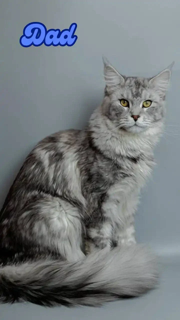 Albert | Maine Coon - Image 3