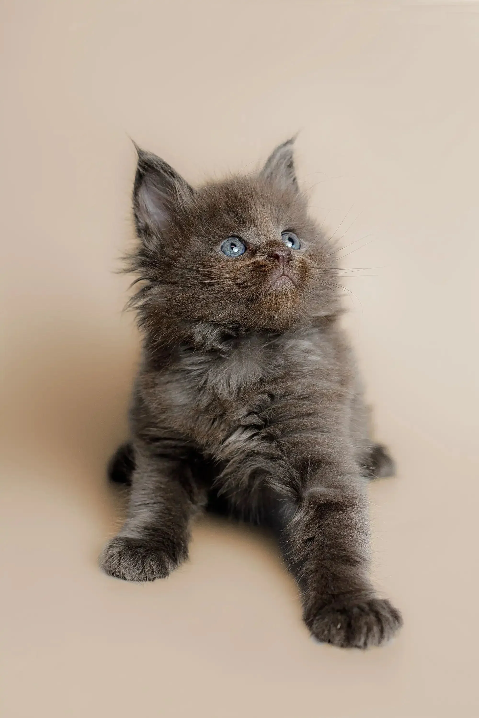 Alec | Maine Coon Kitten - Image 4