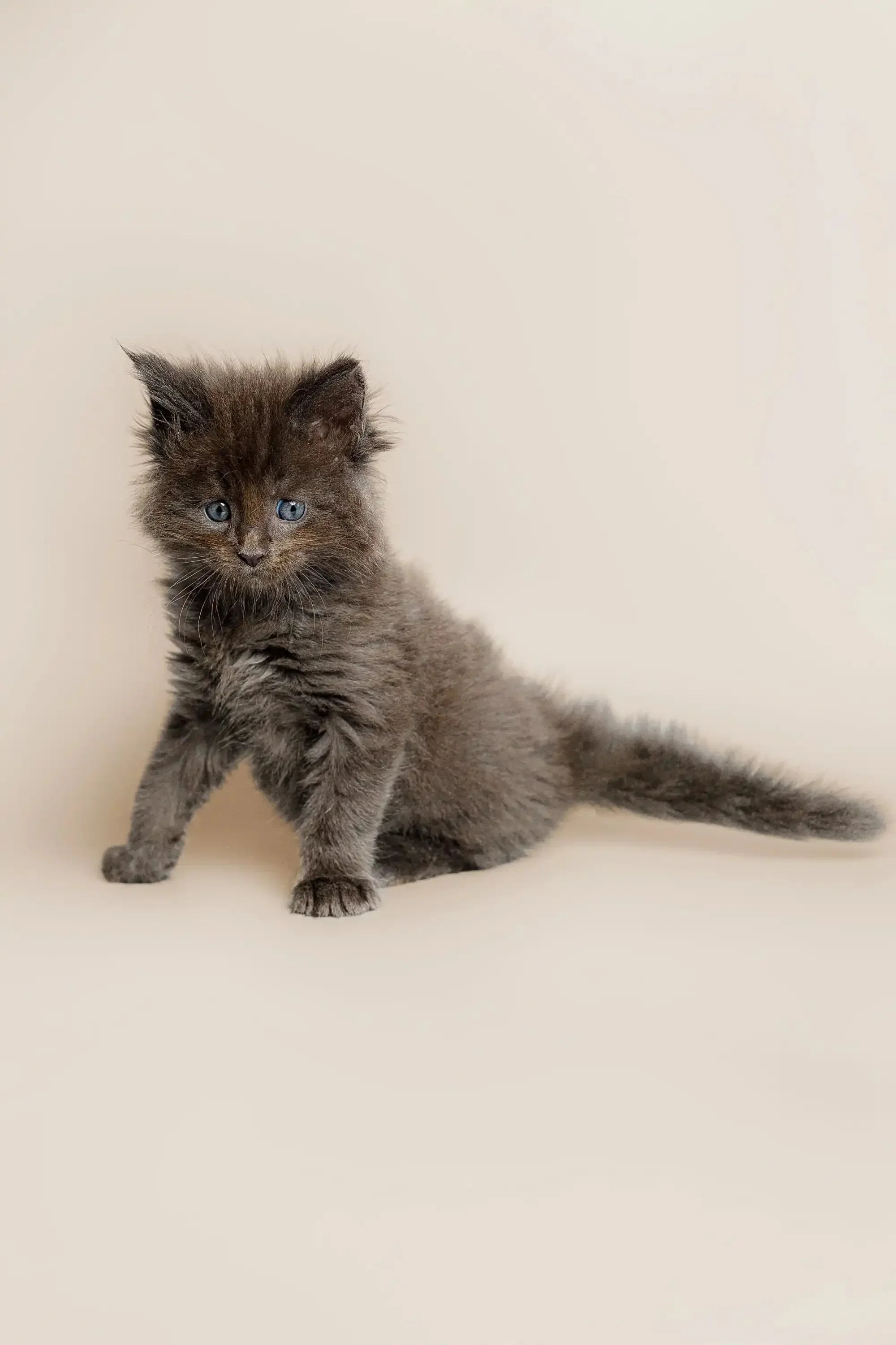 Alec | Maine Coon Kitten - Image 9