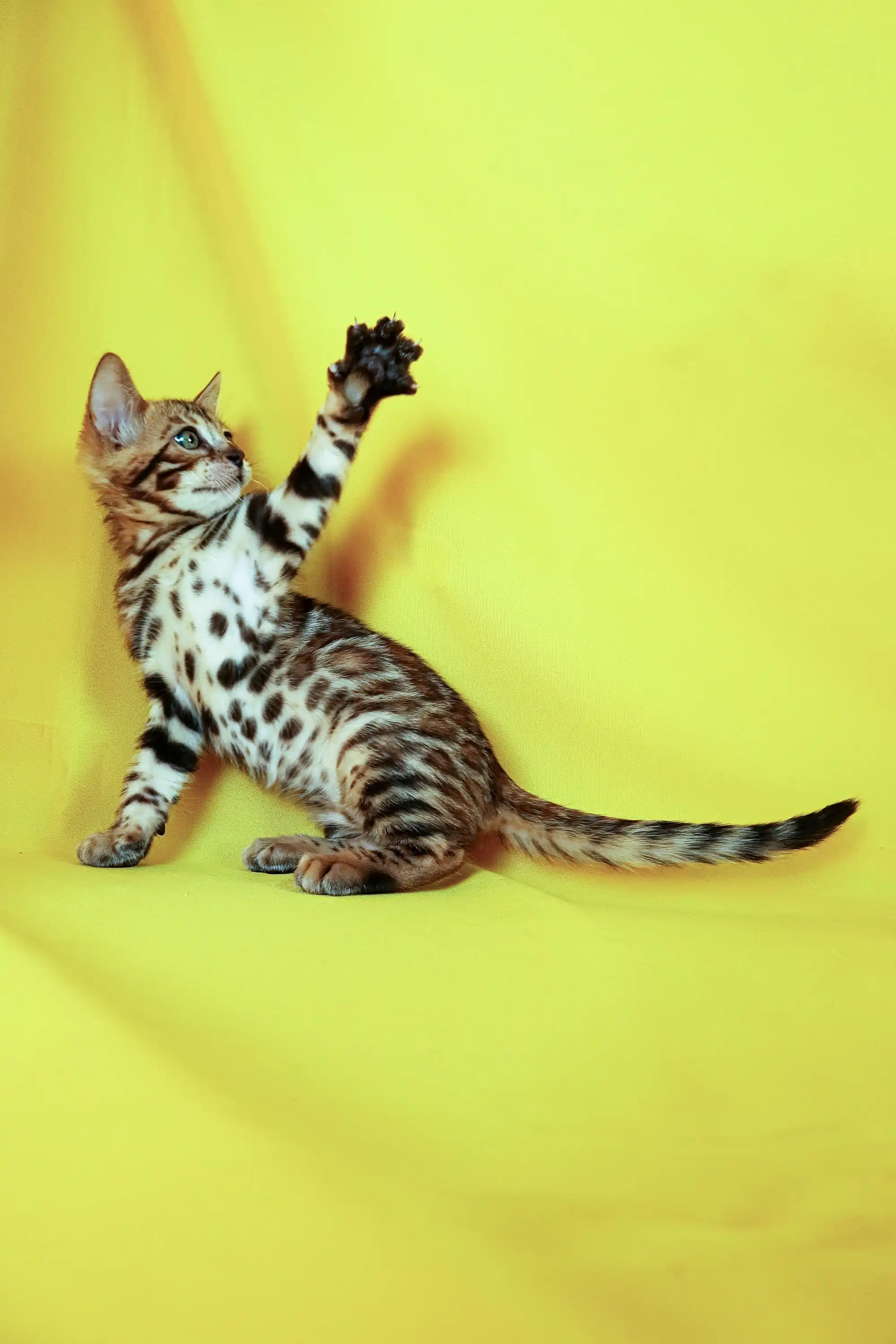 Alex | Bengal Kitten - Image 2