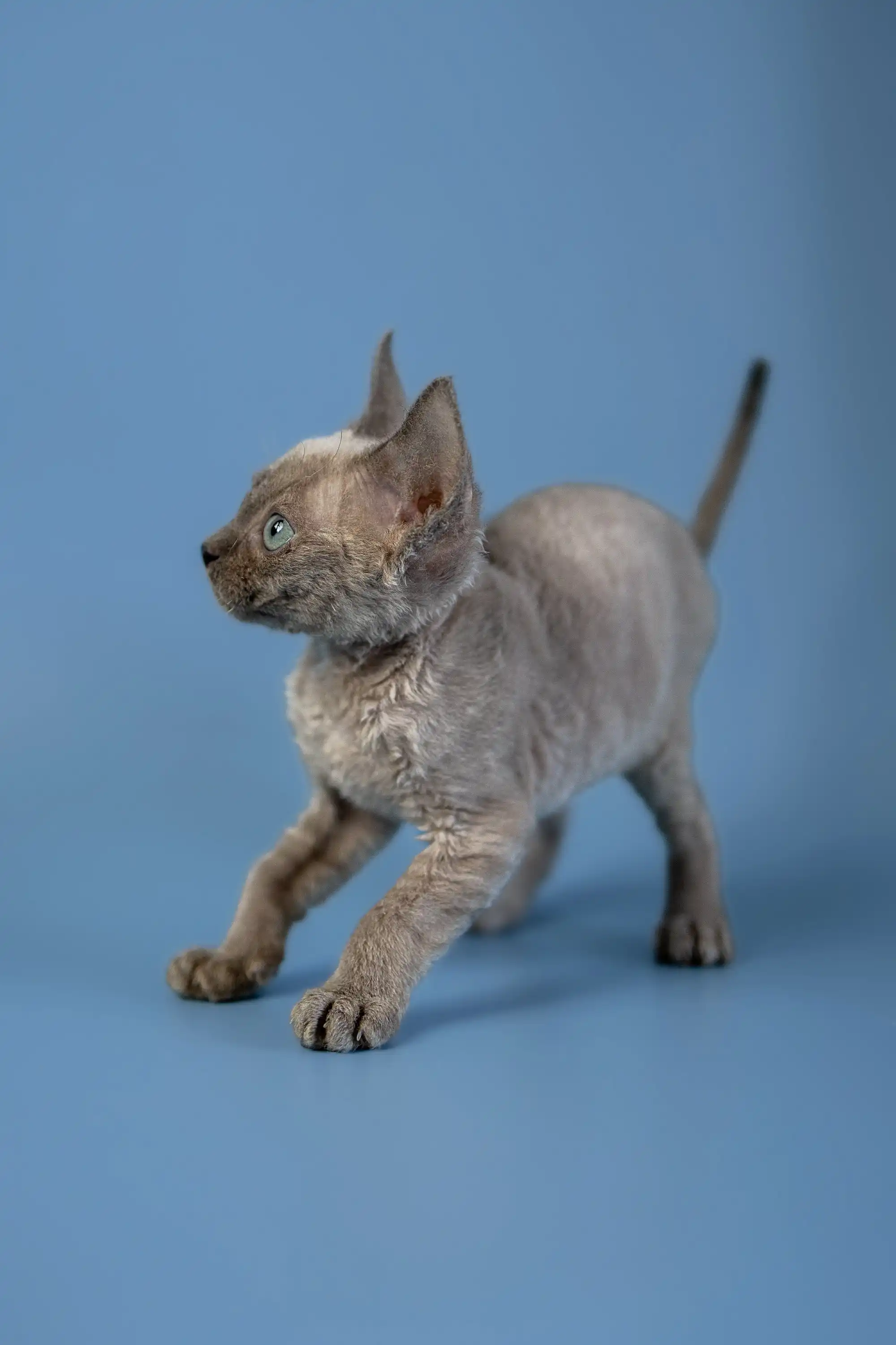 Alex | Devon Rex Kitten - Image 11