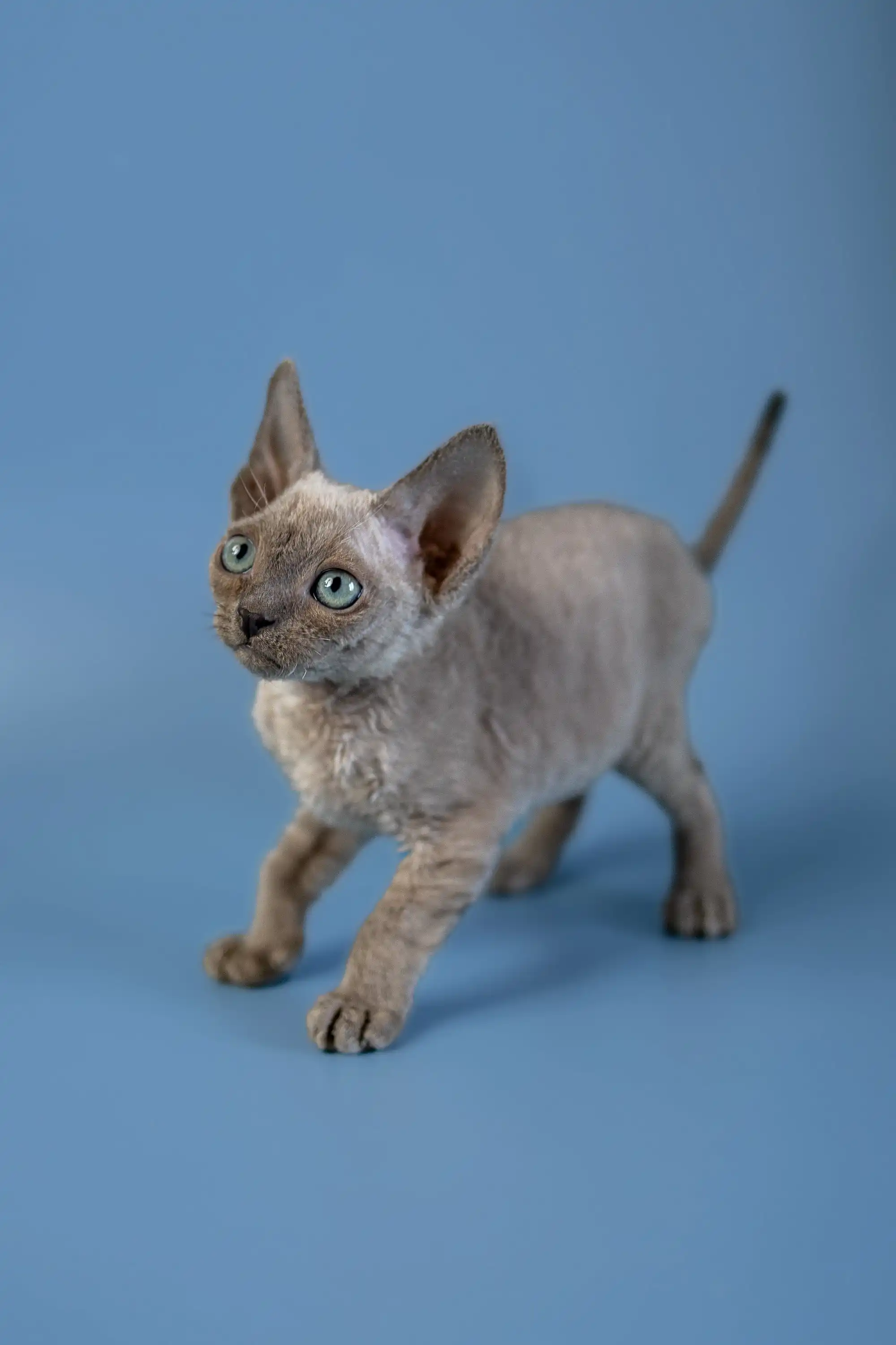 Alex | Devon Rex Kitten - Image 12