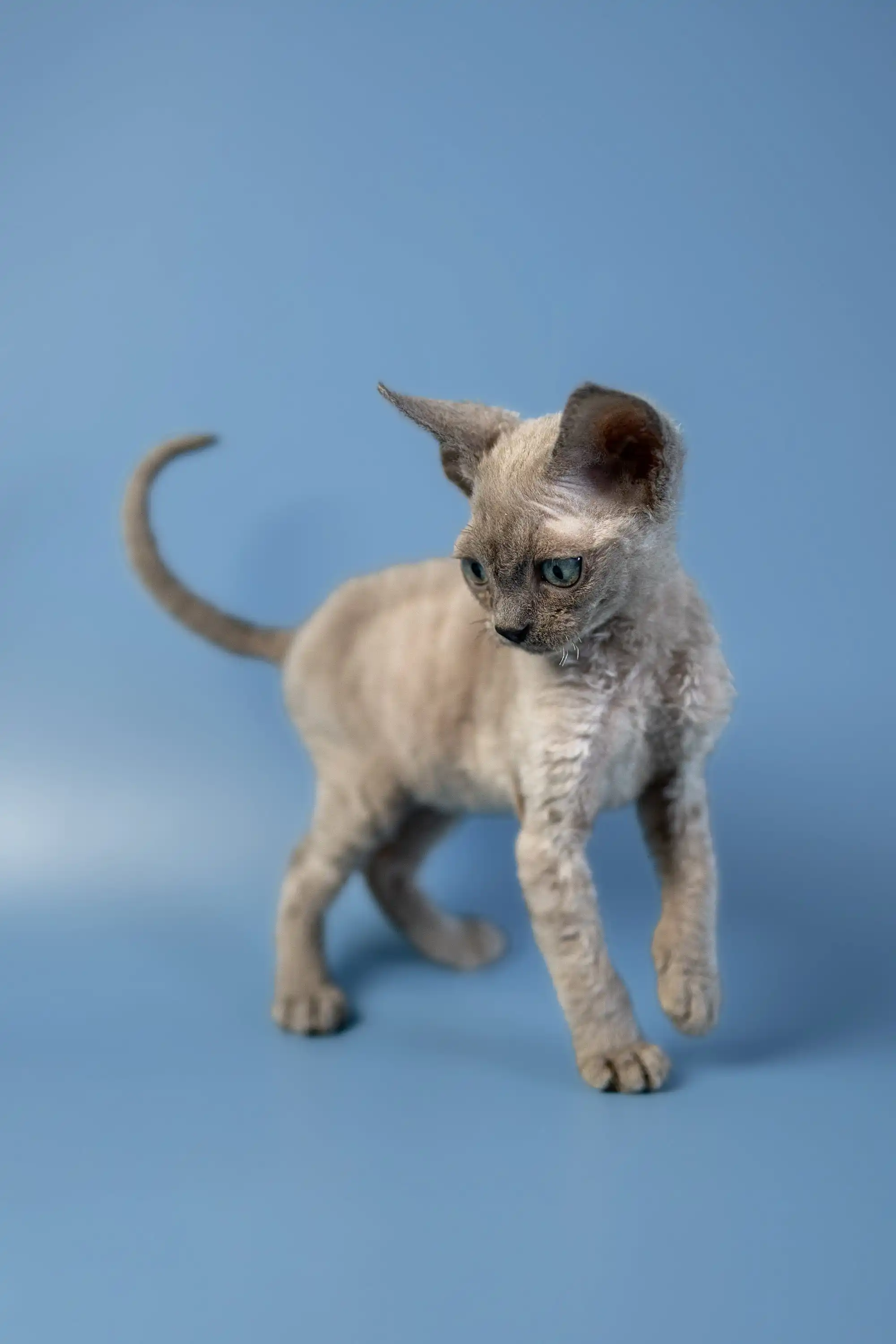 Alex | Devon Rex Kitten - Image 22