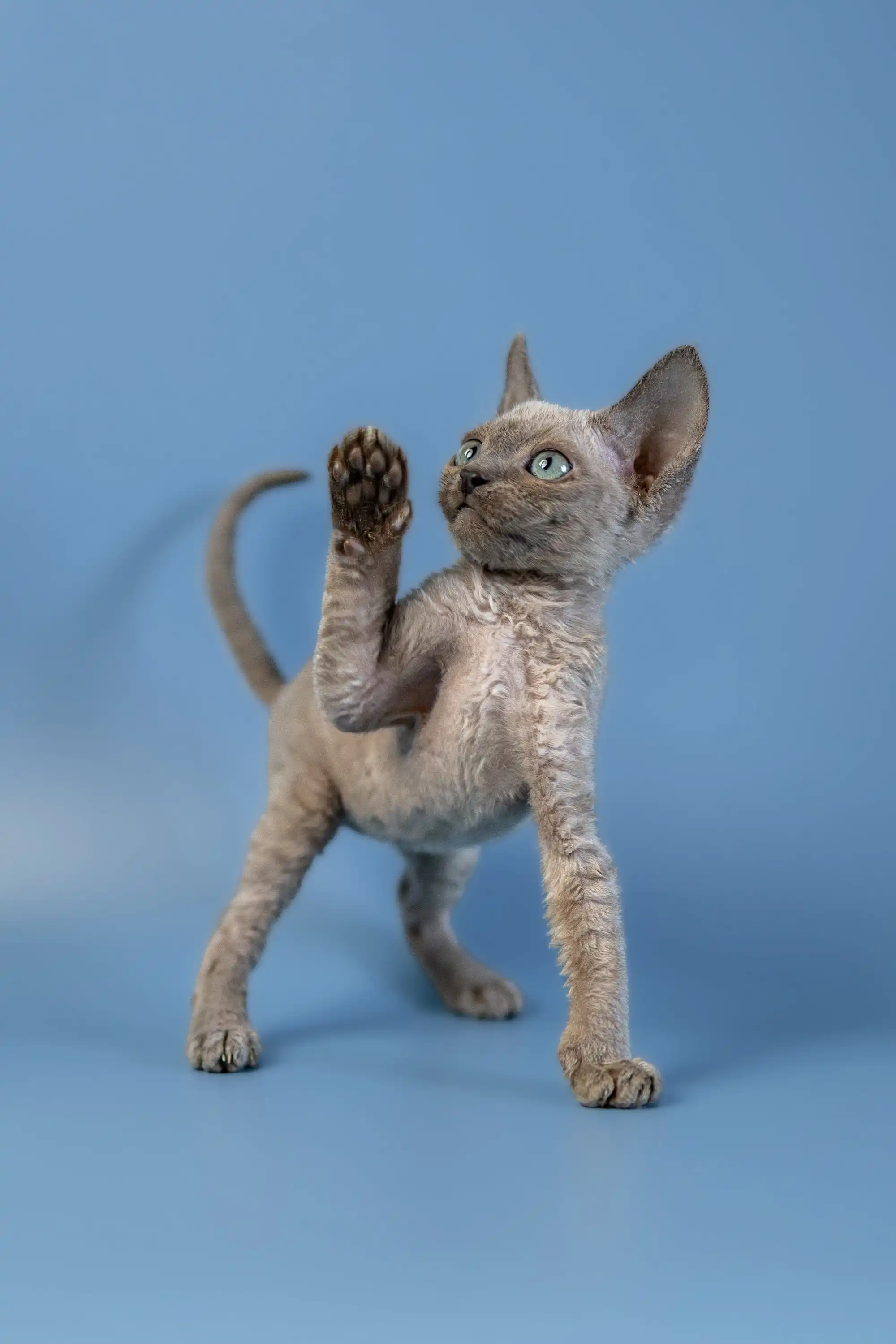 Alex | Devon Rex Kitten - Image 23