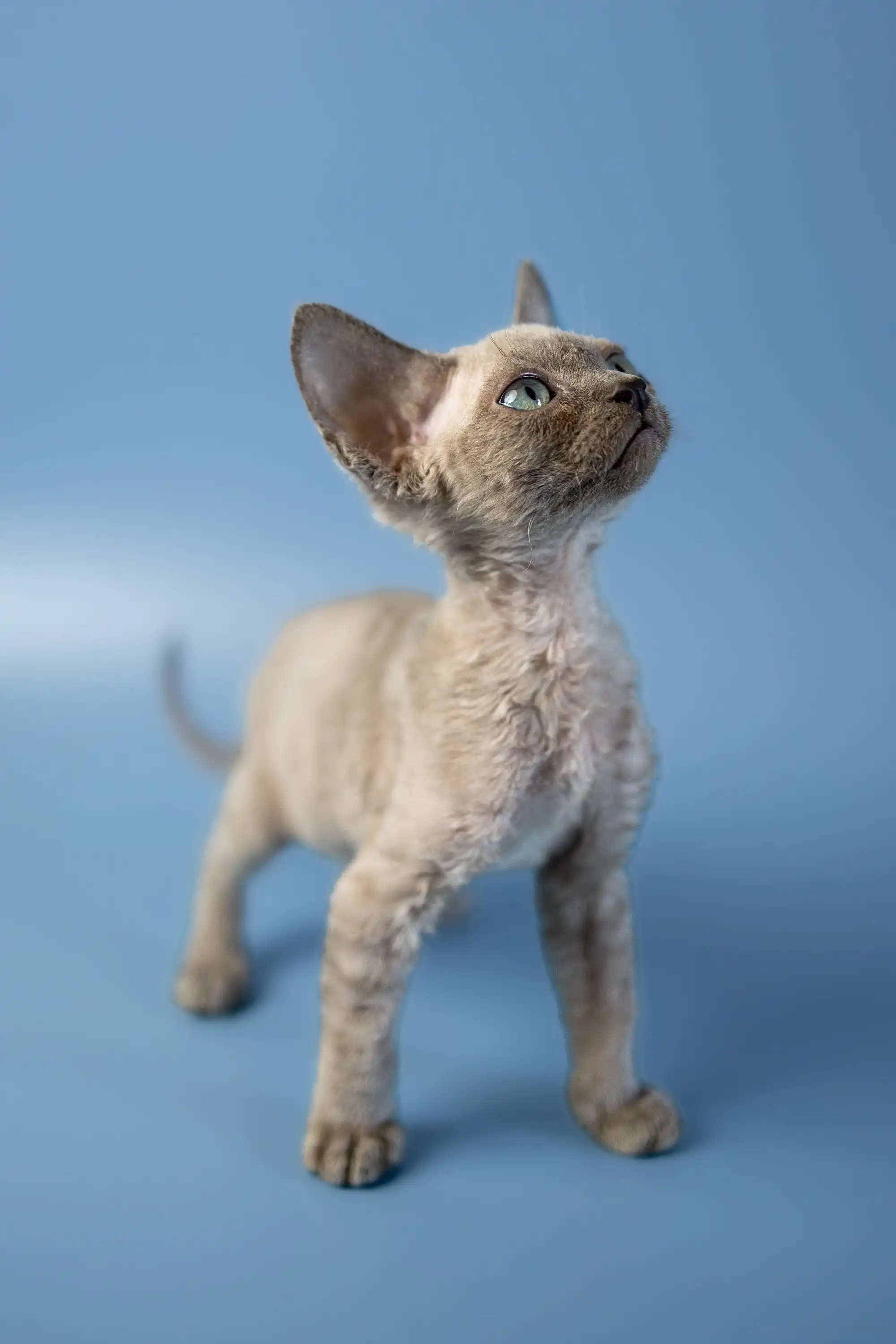 Alex | Devon Rex Kitten - Image 5