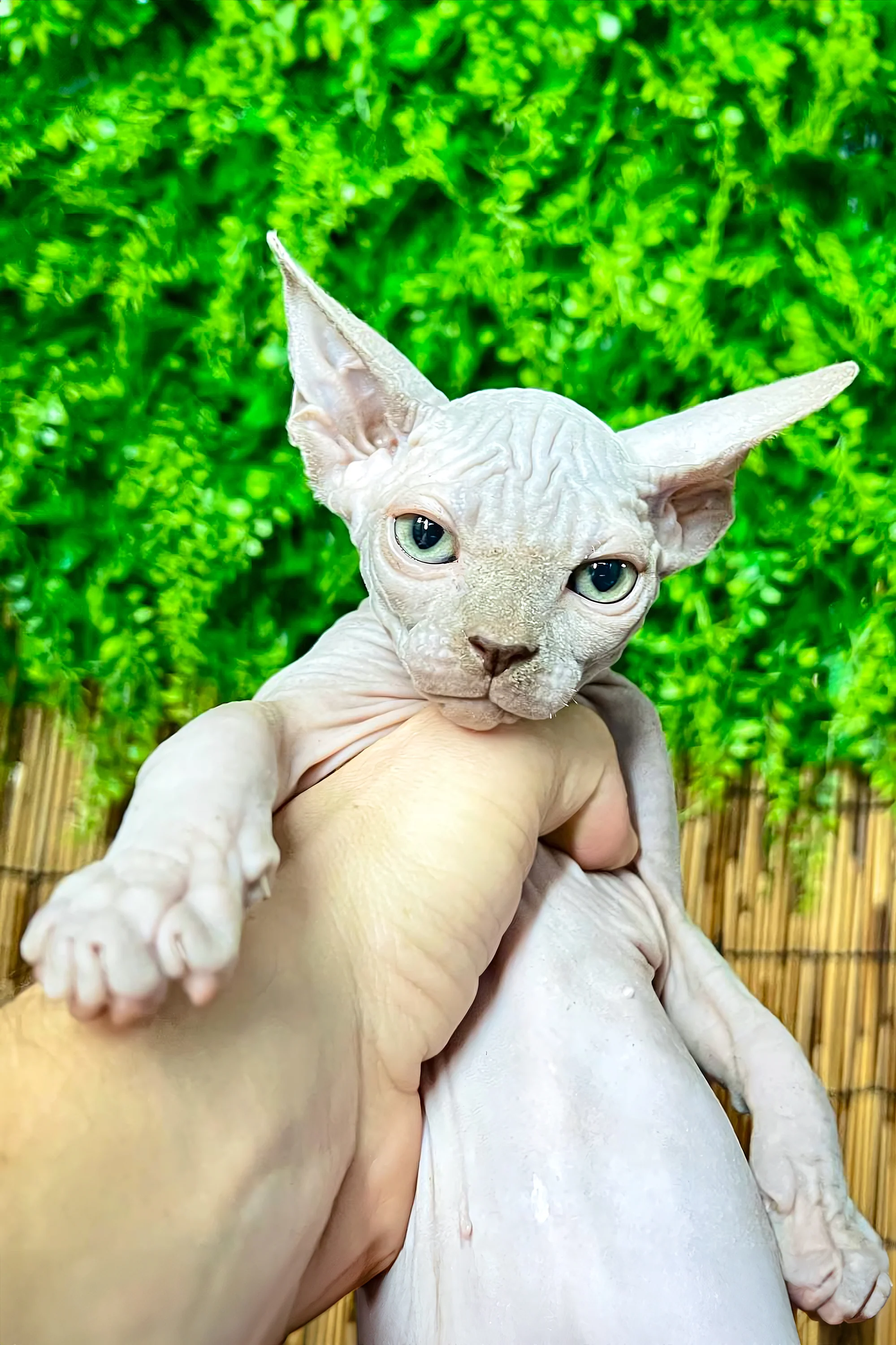 Alexa | Canadian Sphynx Kitten - Image 3