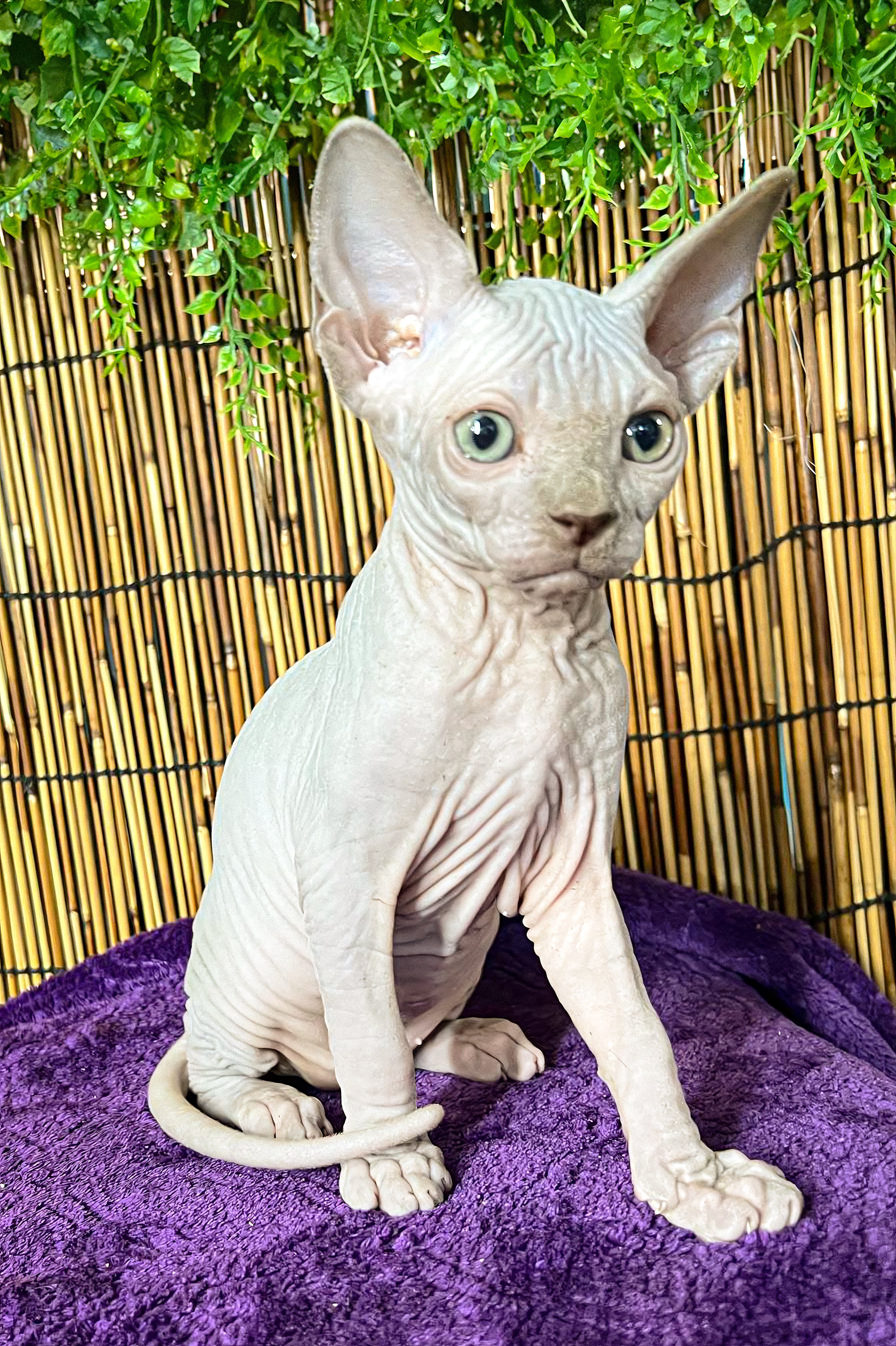 Alexa | Canadian Sphynx Kitten - Image 4